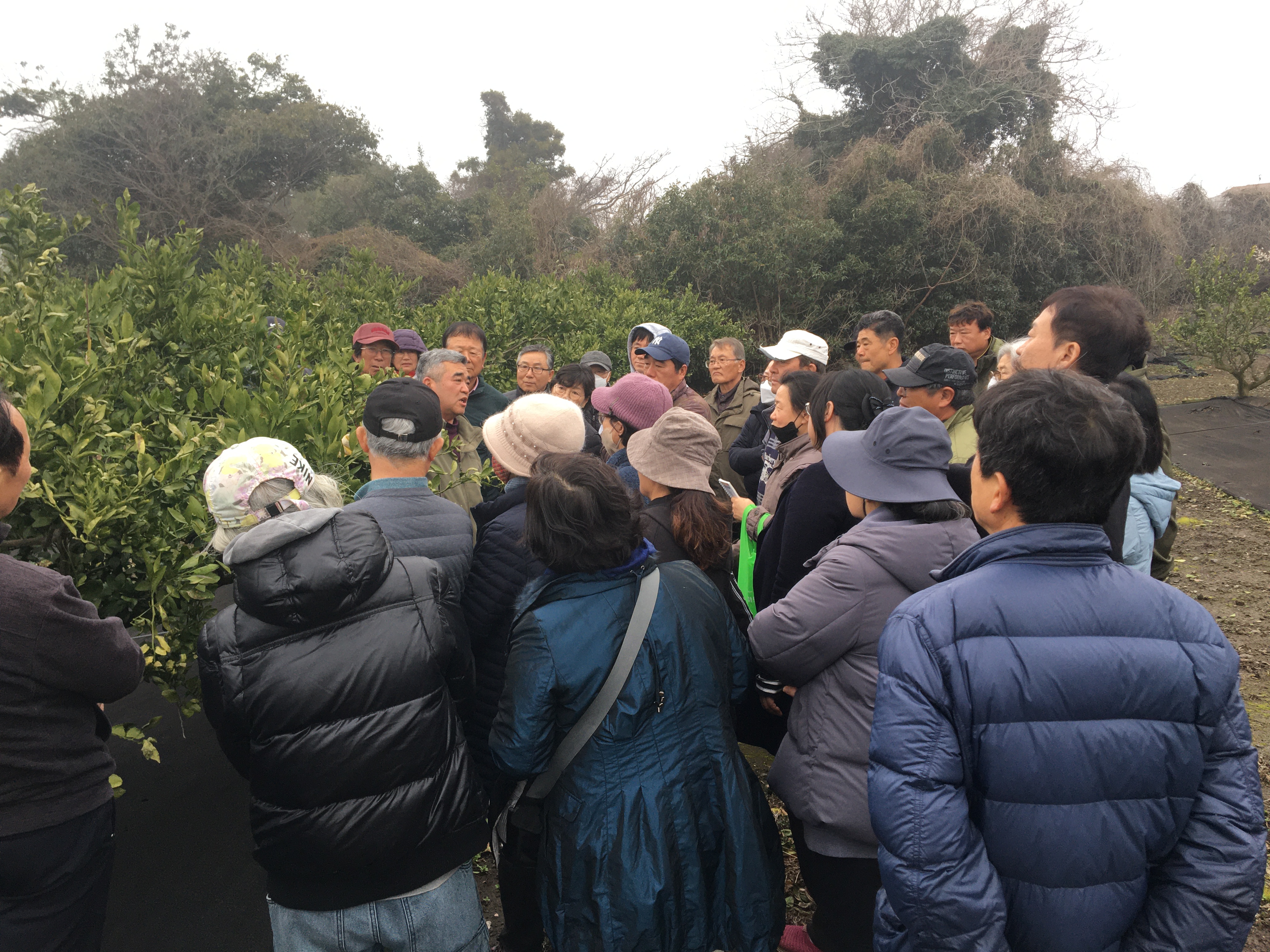 2024년 감귤류 정지·전정교육