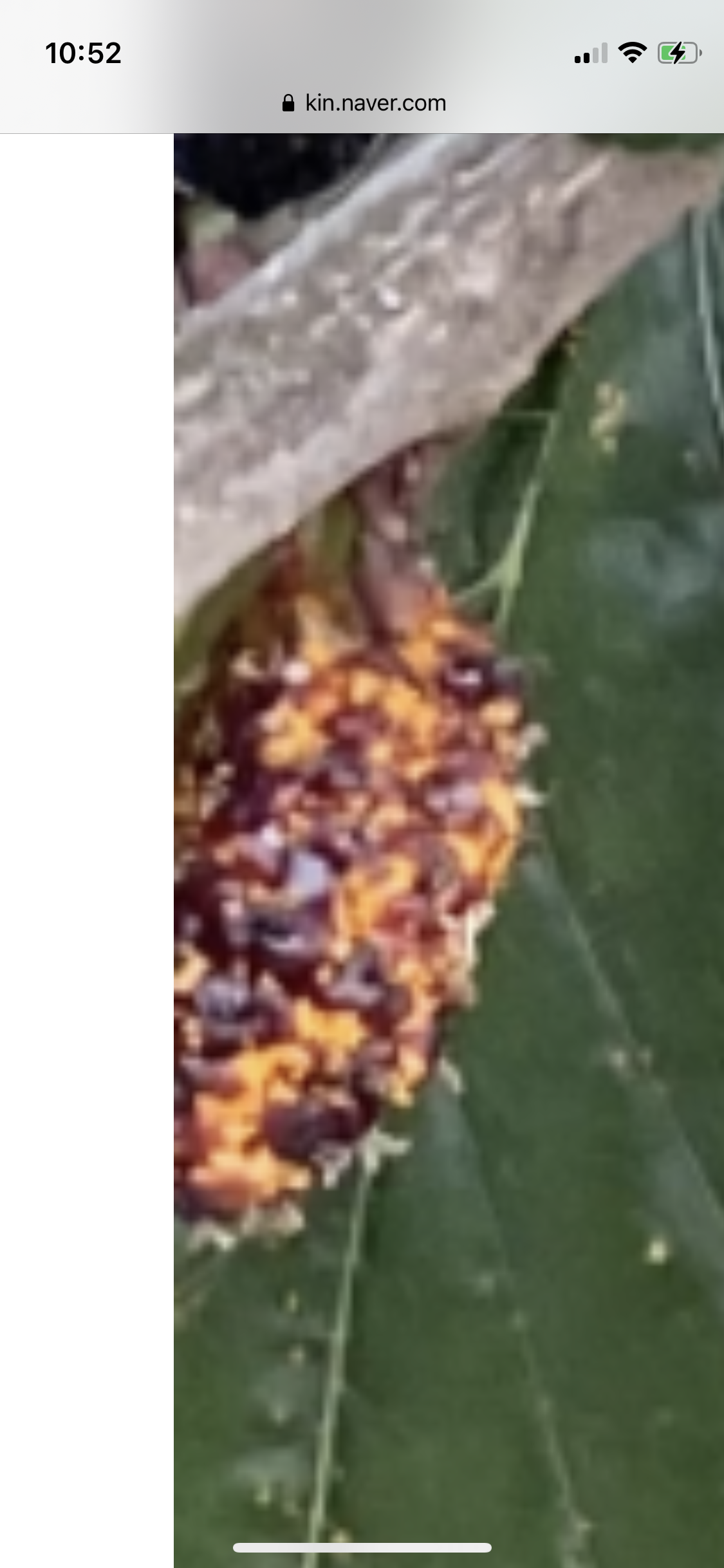 뽕나무 오디 병충해 문의 드립니다