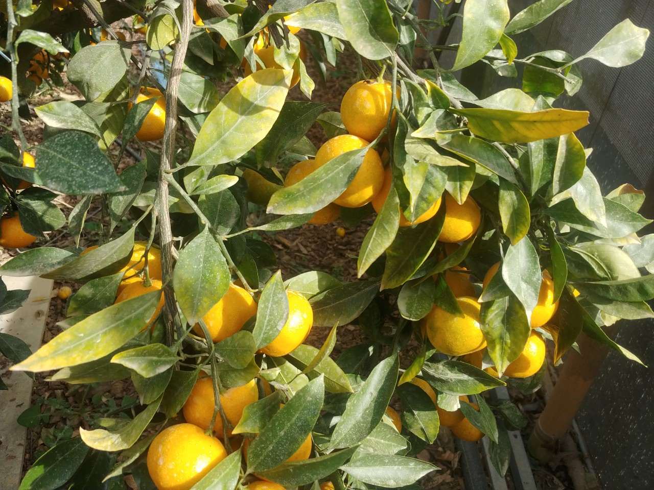 비가림 나무 상태 질문입니다.