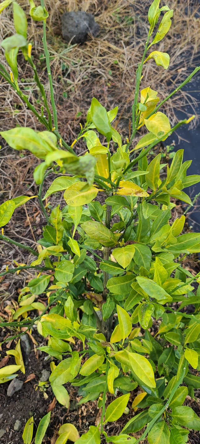 하례조생이 시들어 죽어갑니다