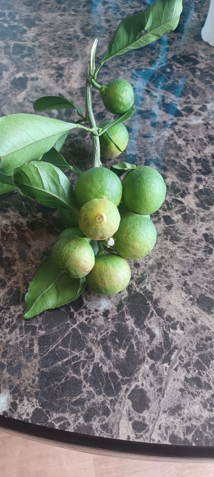 감귤상태 확인부탁드립니다