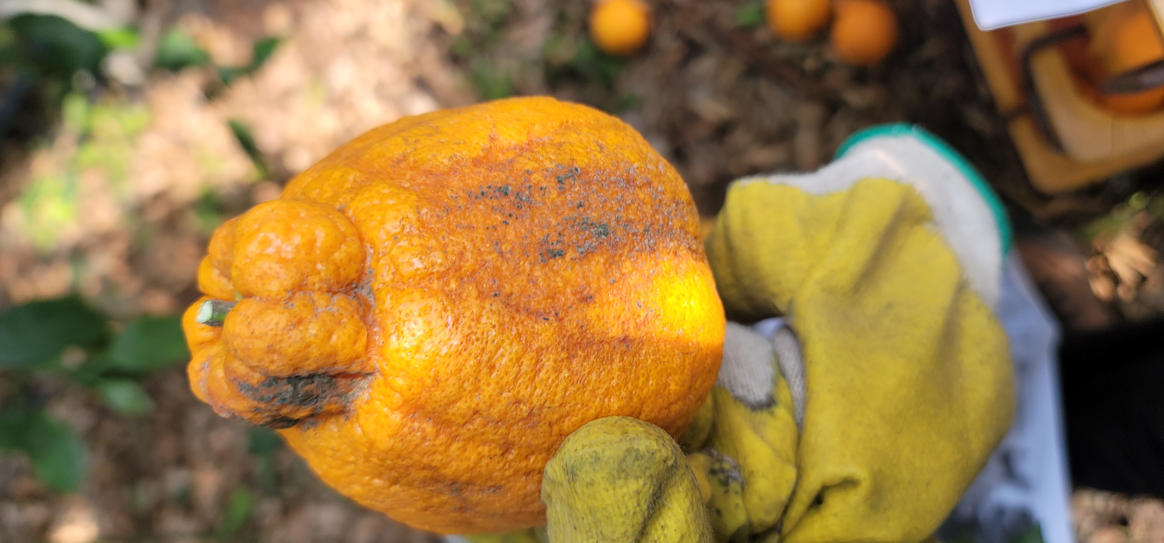 한라봉 병충해관련 문의