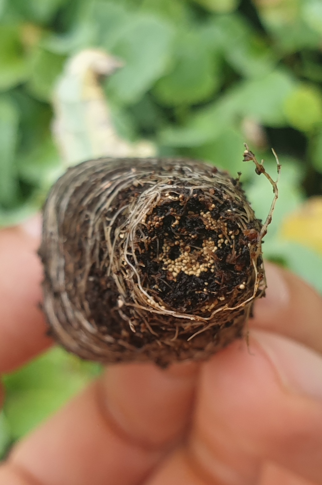 묘종 해충? 병? 알?