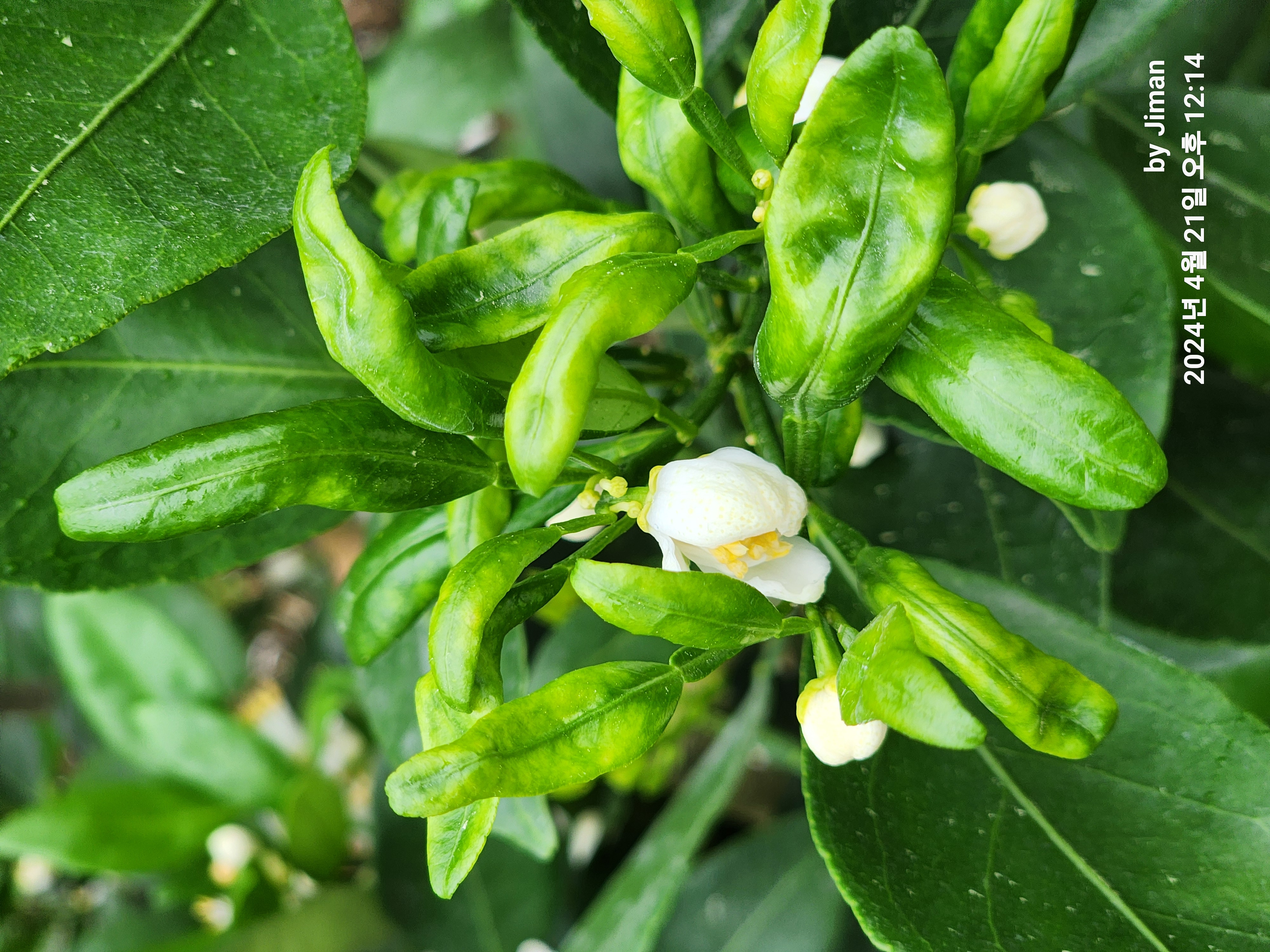 레드향 새순 이상 현상