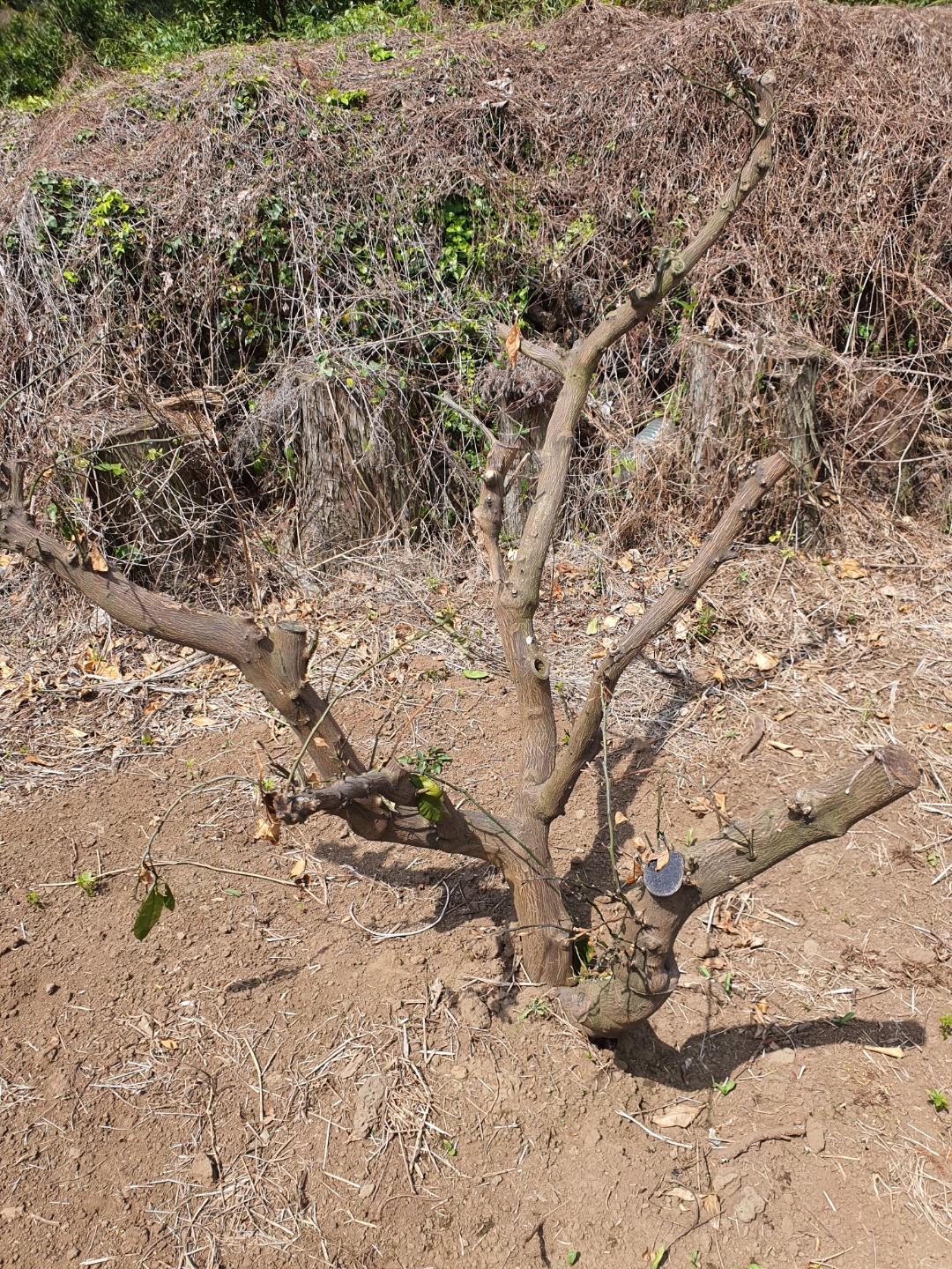노지감귤 죽은건가요???