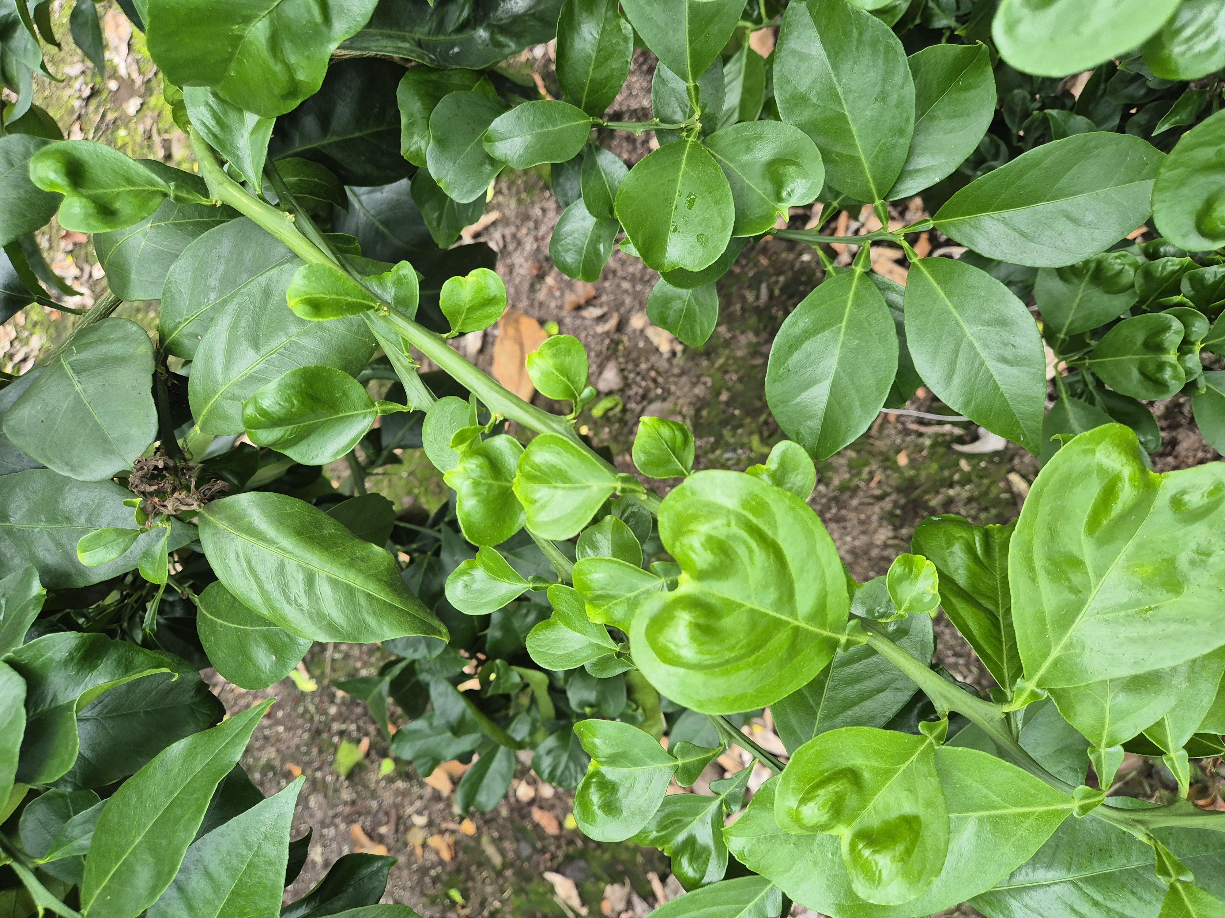 황금향 묘목 관련 질의드립니다.