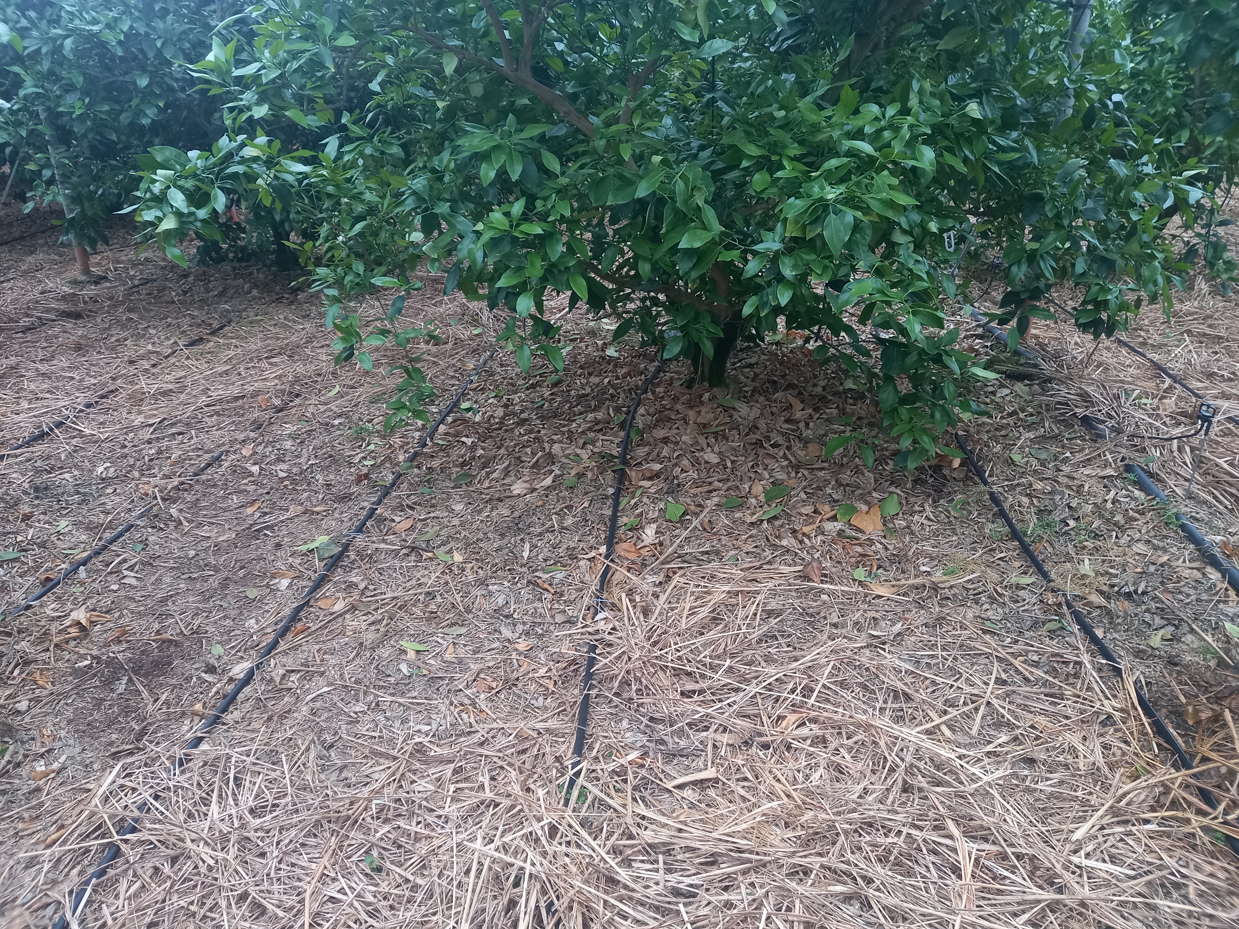 점적관수 사용시 물을 어느정도 줘야 할까요