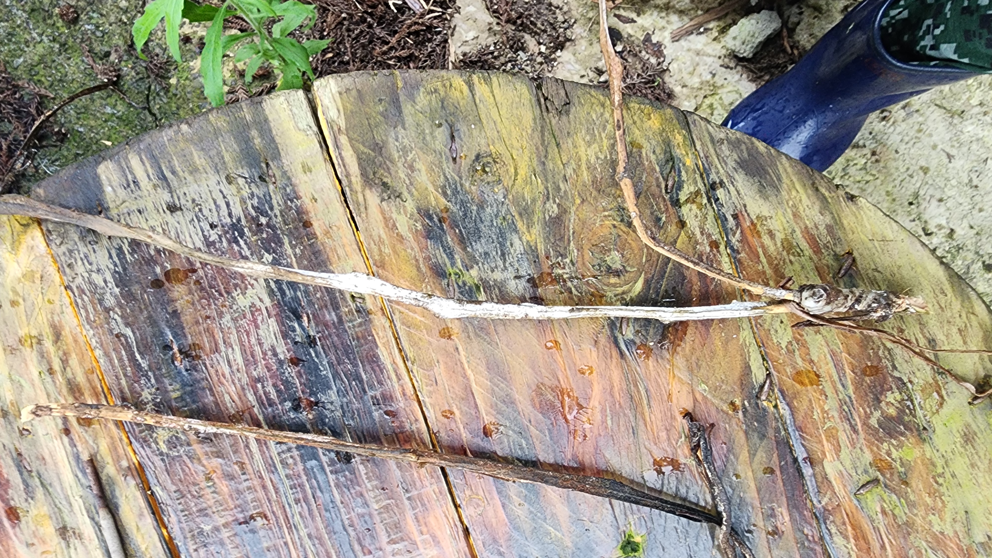 유라 접목. 및 만감류 새순