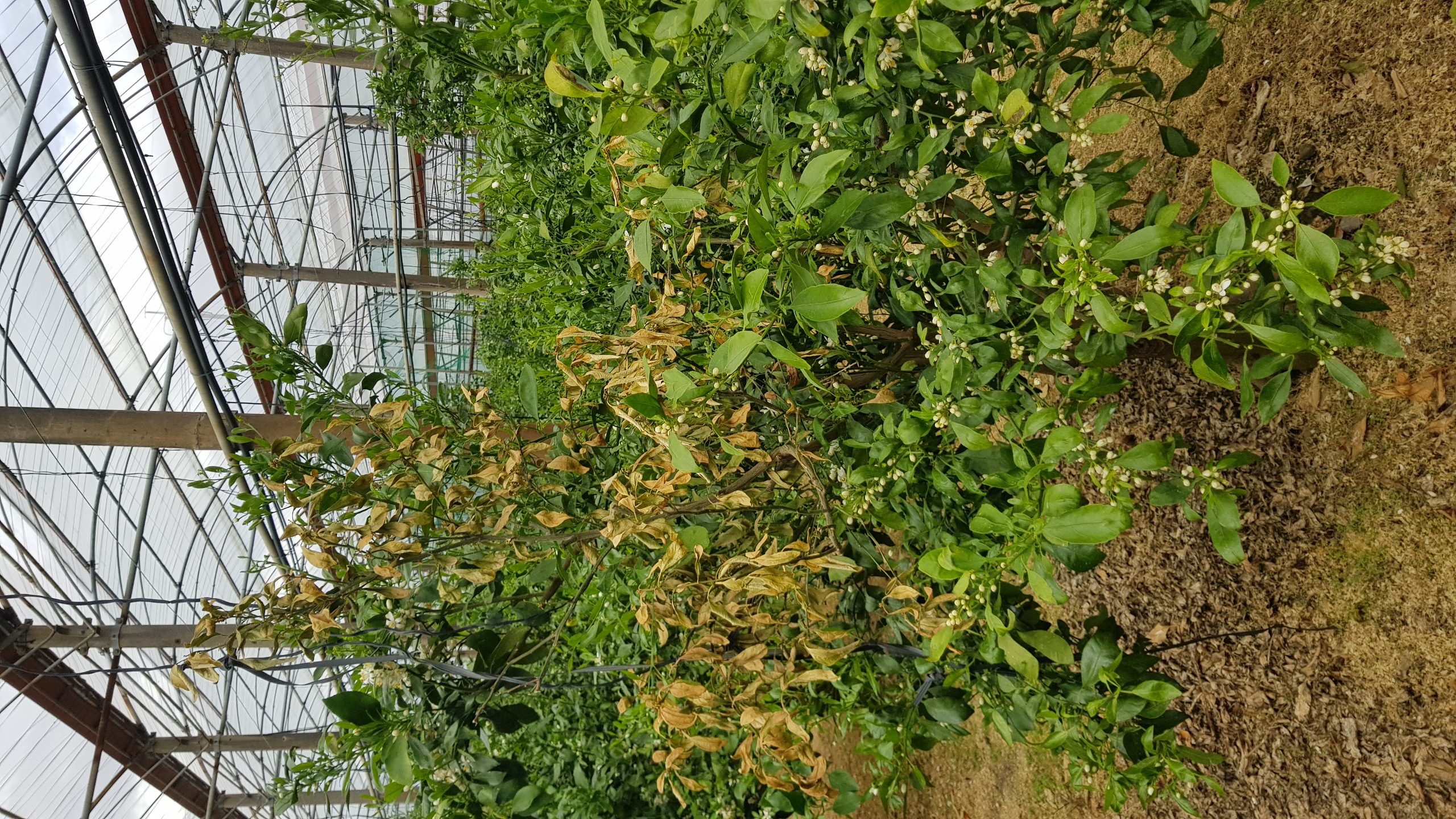 레드향나무관련