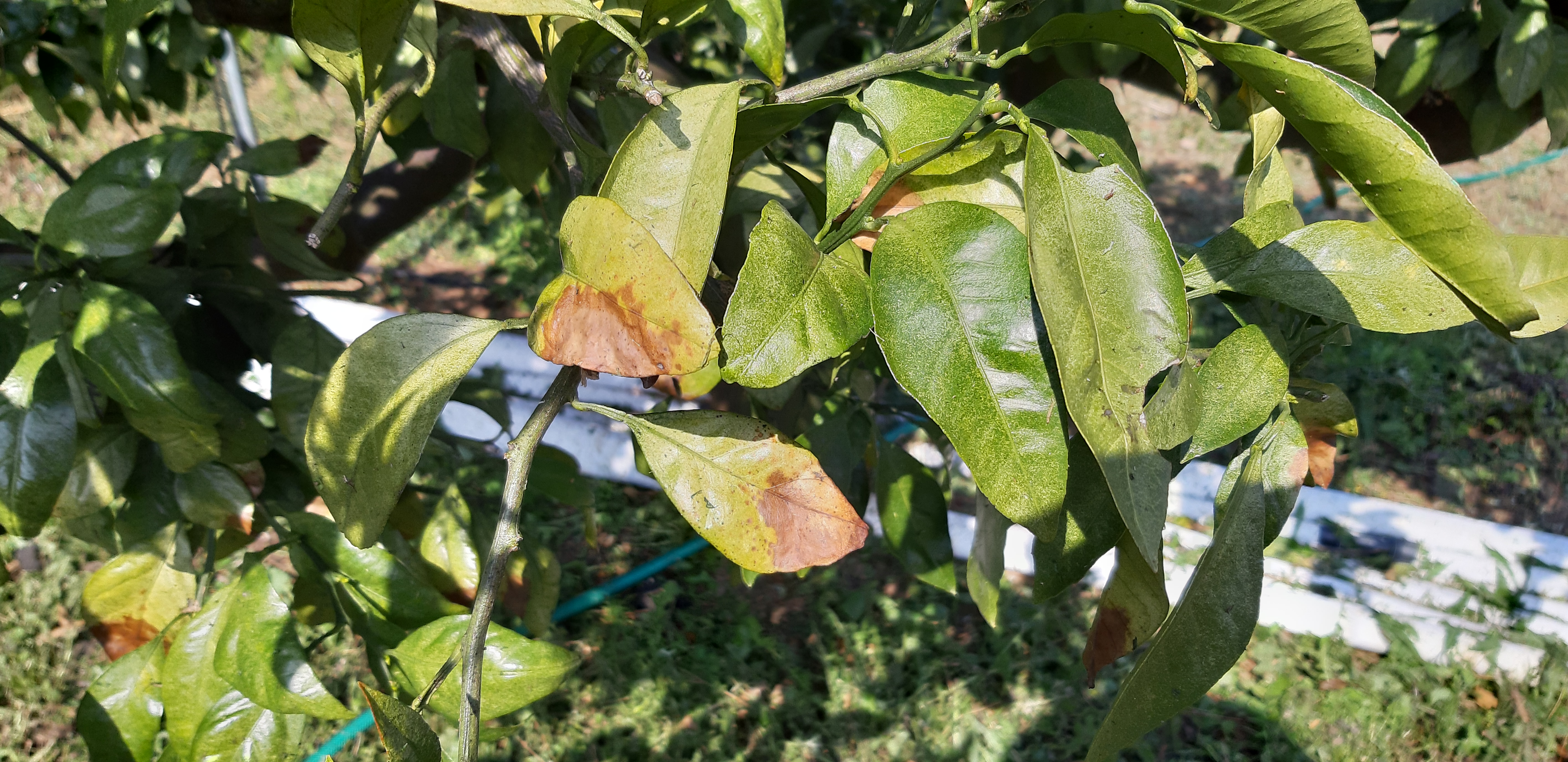 노지 귤 병해충 문의