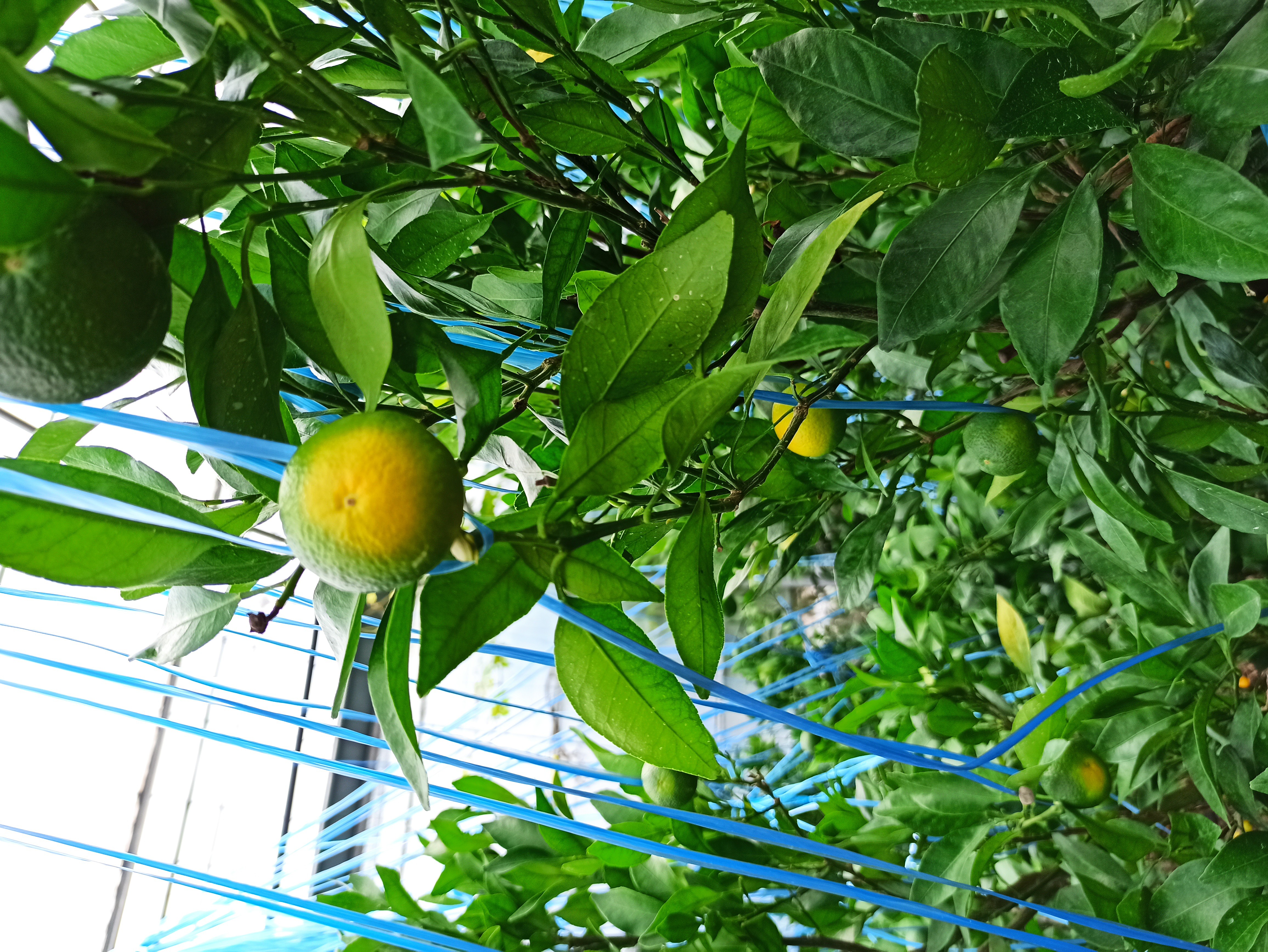 레드향 낙과 이유?