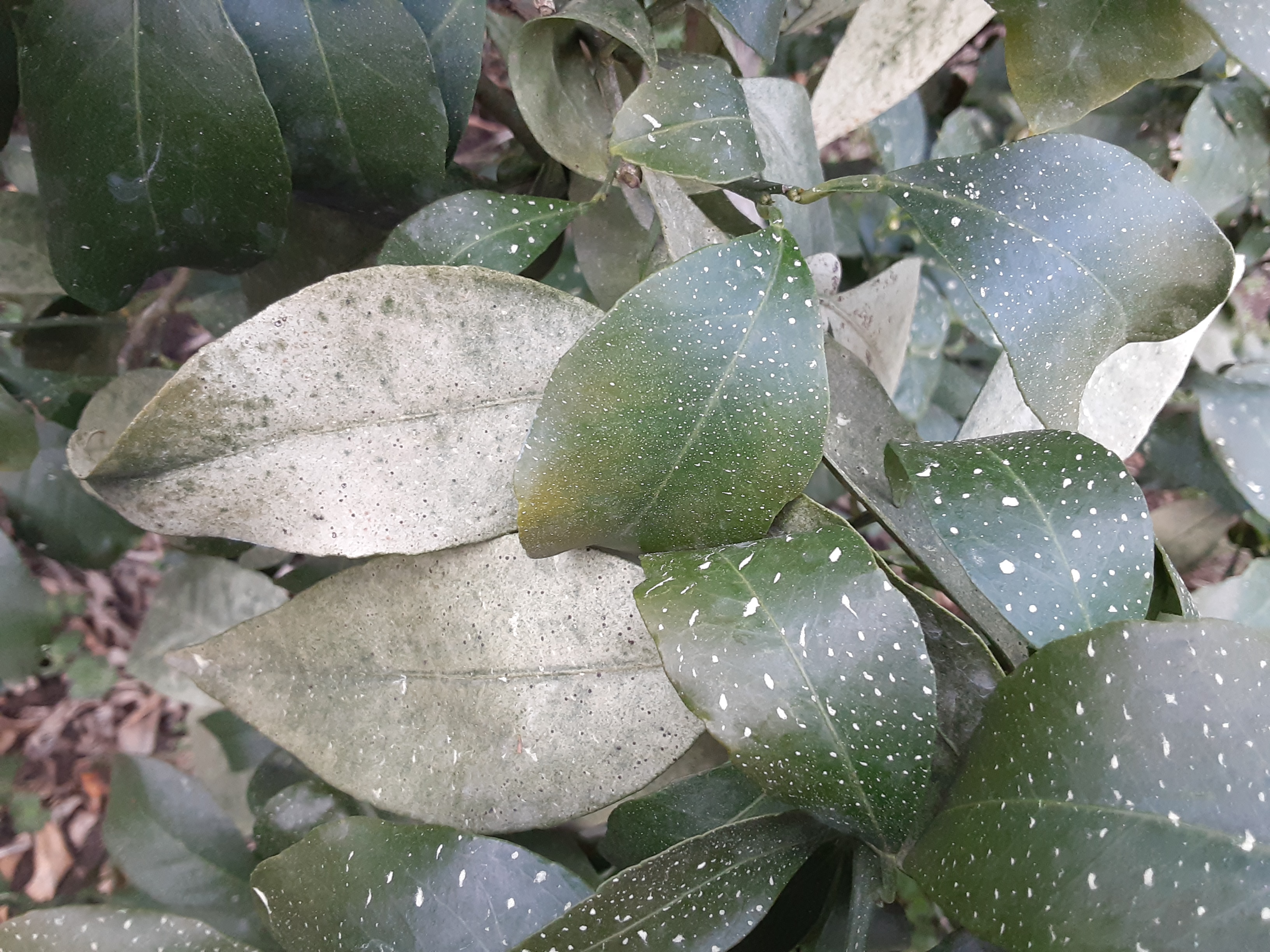 황금향 재배에 문의드립니다.