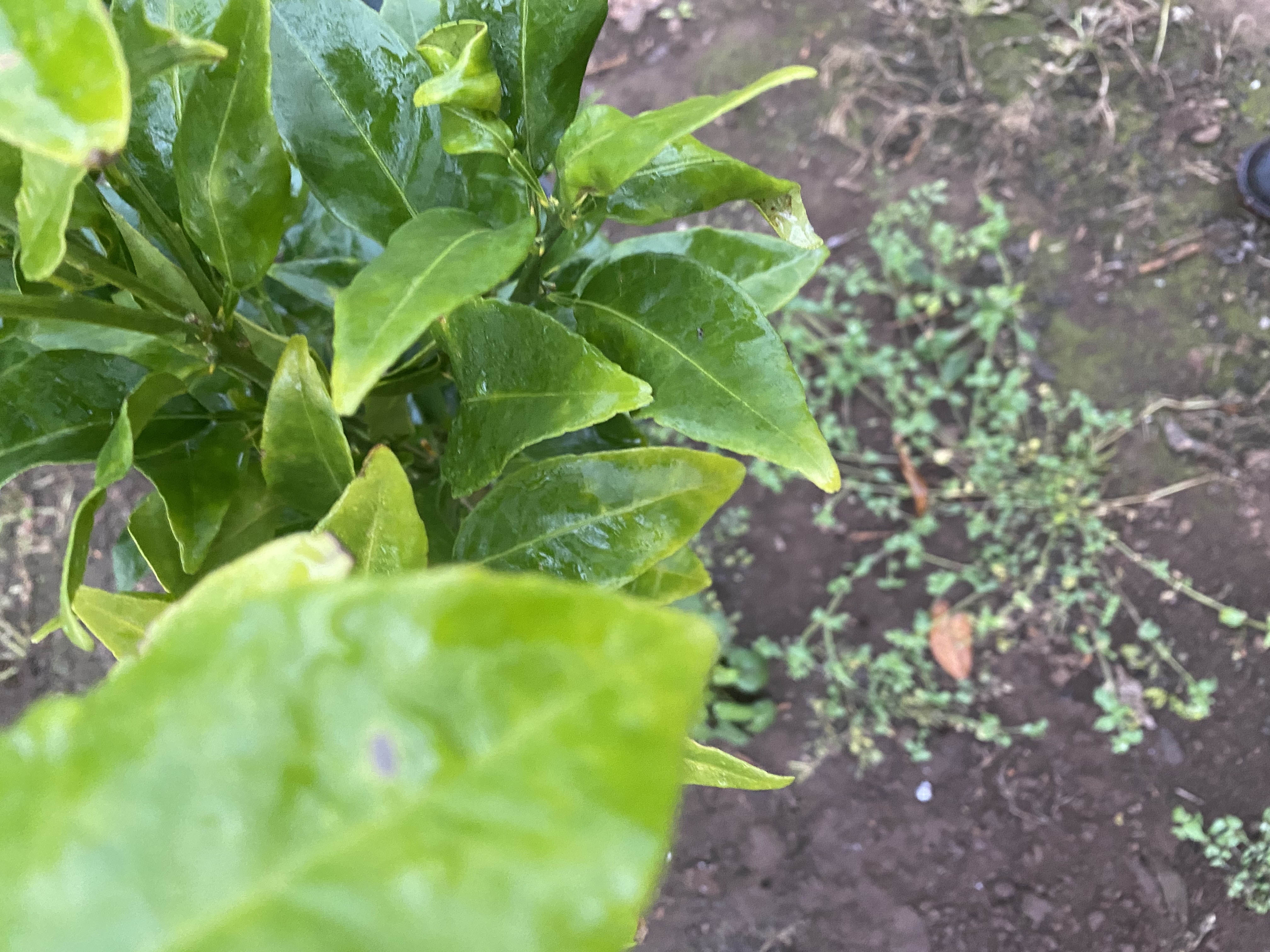 황금향 천혜향 (하우스시설완료) 이파리좀 봐주세요~