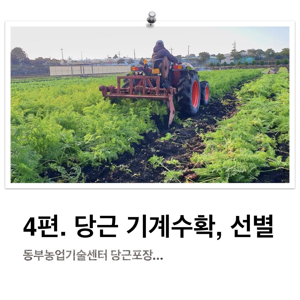 당근 파종부터 수확까지 현장에서 영상으로 배우기 _ 4편. 기계수확,선별