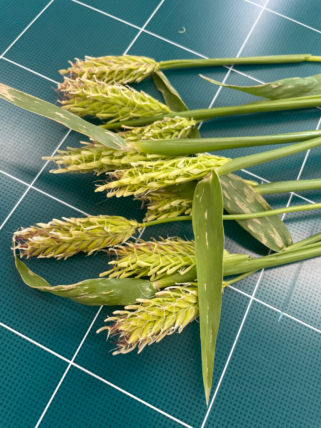 맥주보리 관련 문의드립니다.