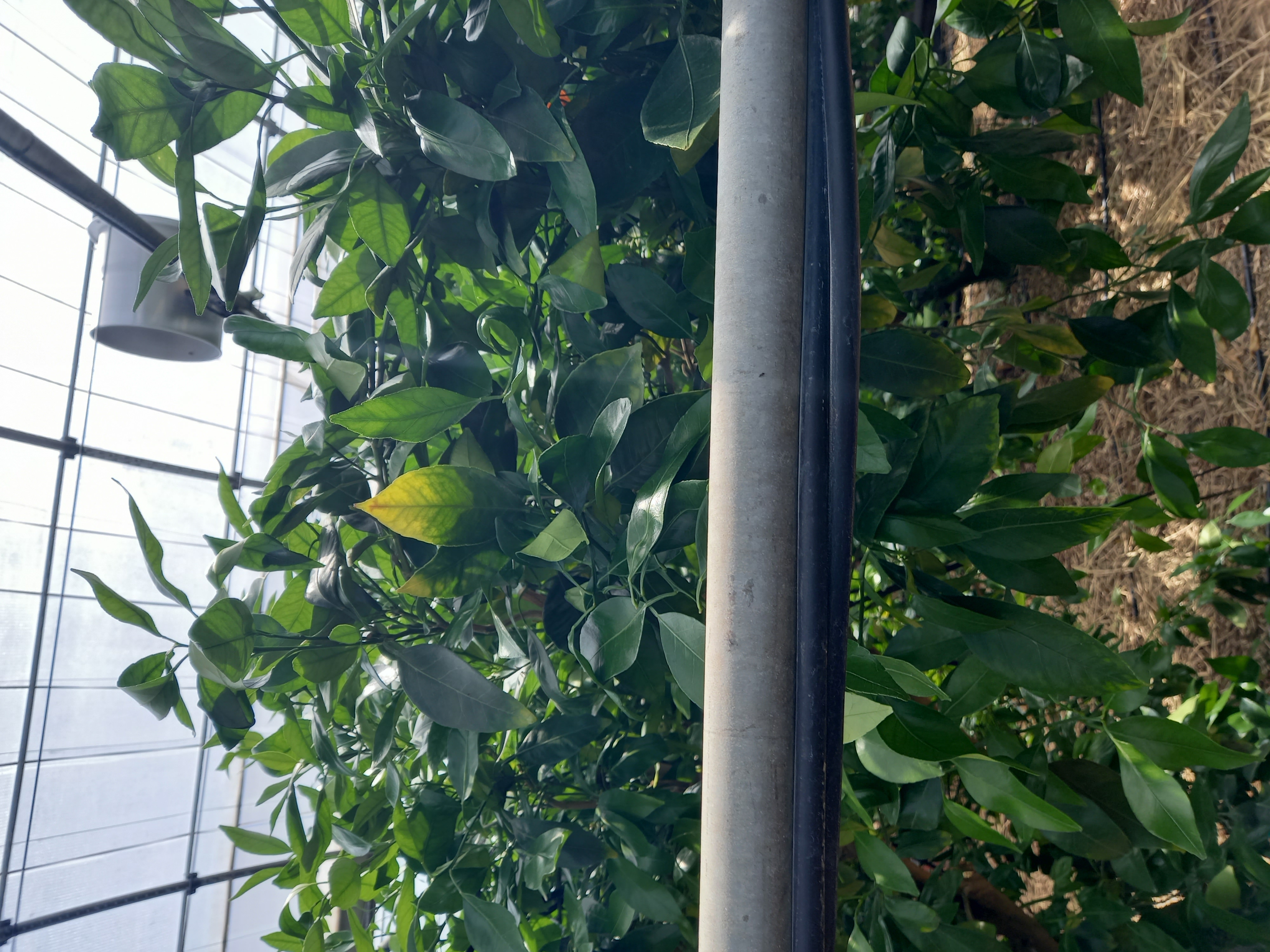 레드향 잎이 노랗게되는 원인이 뭔지 야고싶습니다.