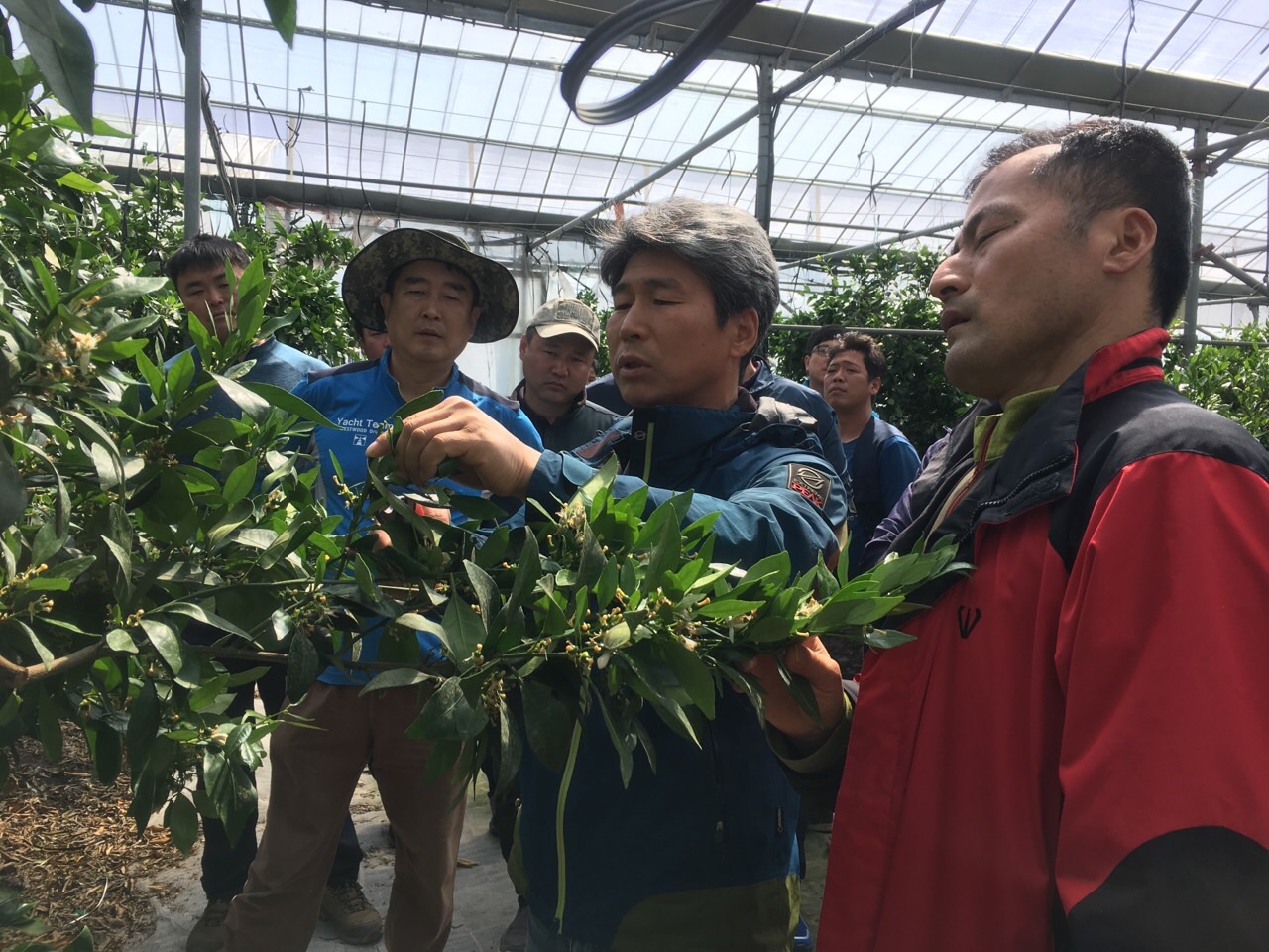 감협 한림·한경 청년부 만감류 컨설팅 현장