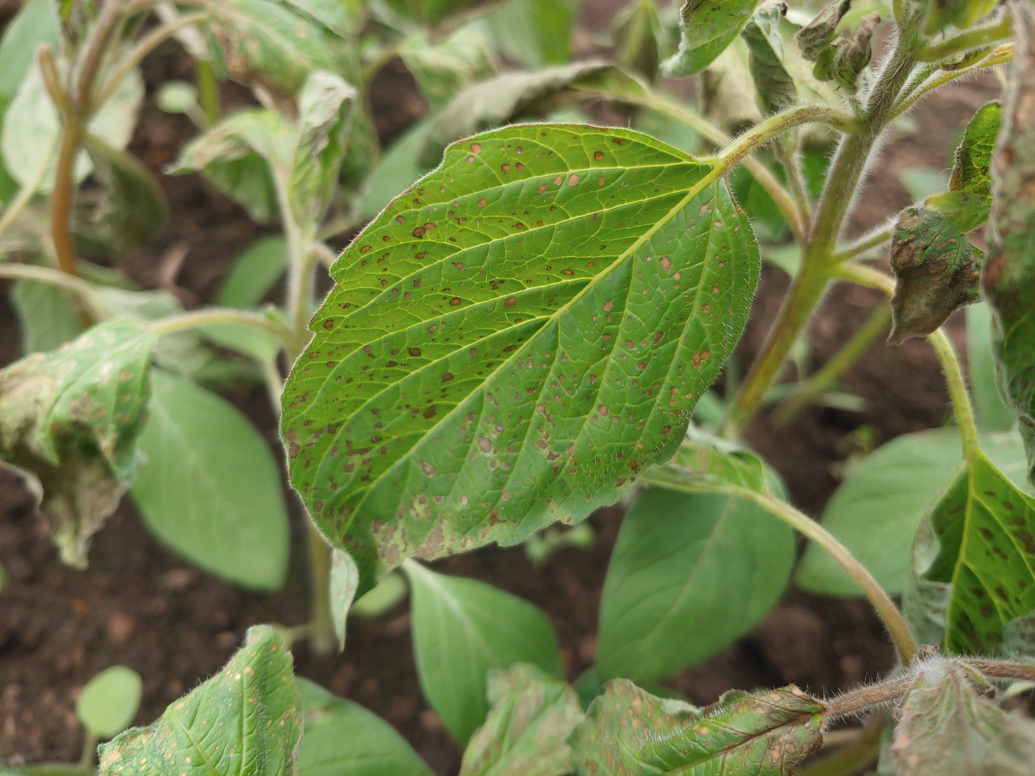 레드향 잎 이상 증세