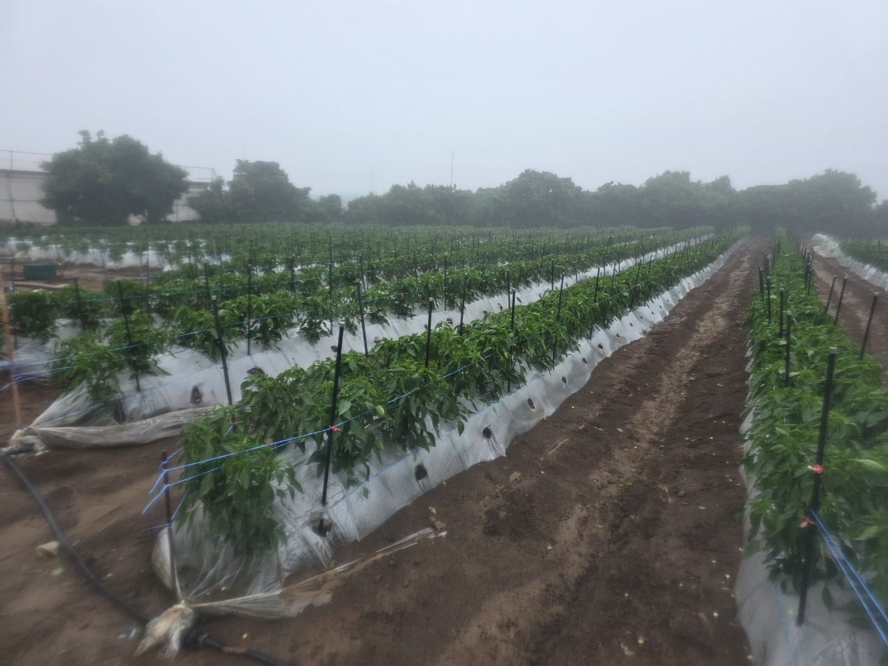 고추 잎 색깔이 바이러스에 감염된 건지 궁금합니다.