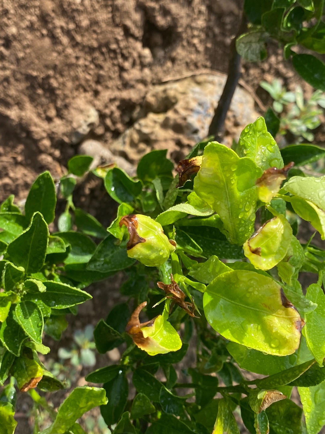 천혜향 새순 끄트머리에...