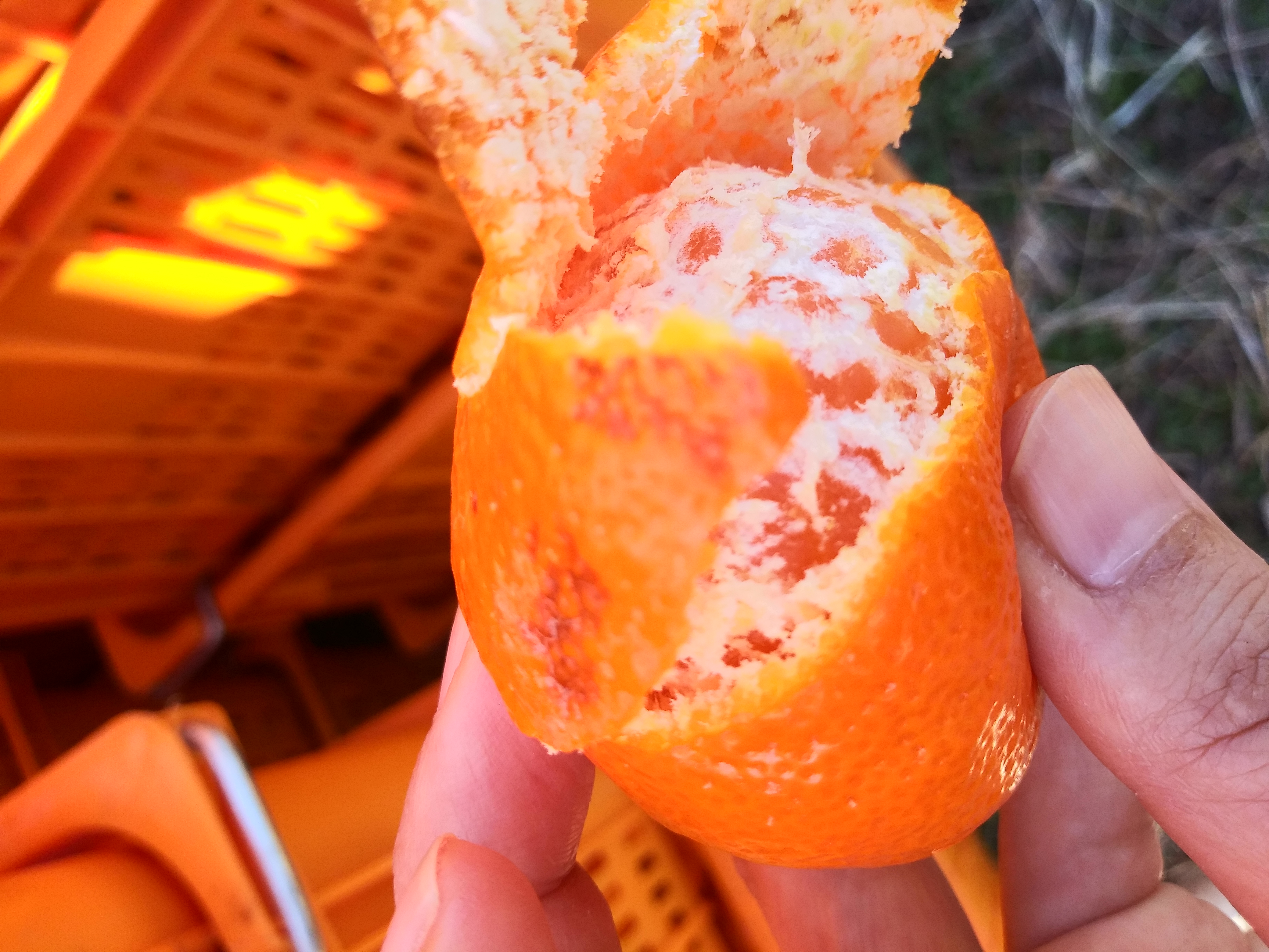 극조생표피이상