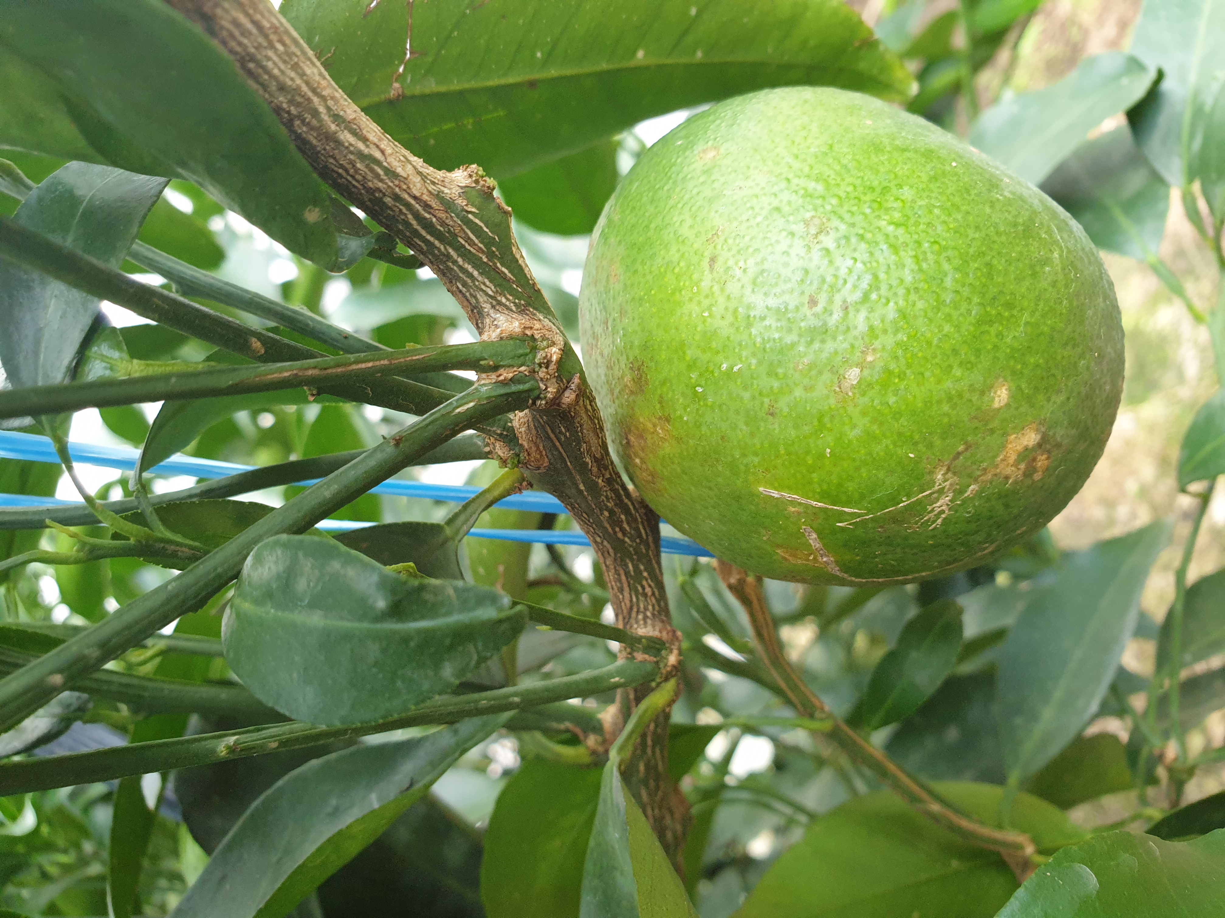 천혜향 병해충 문의