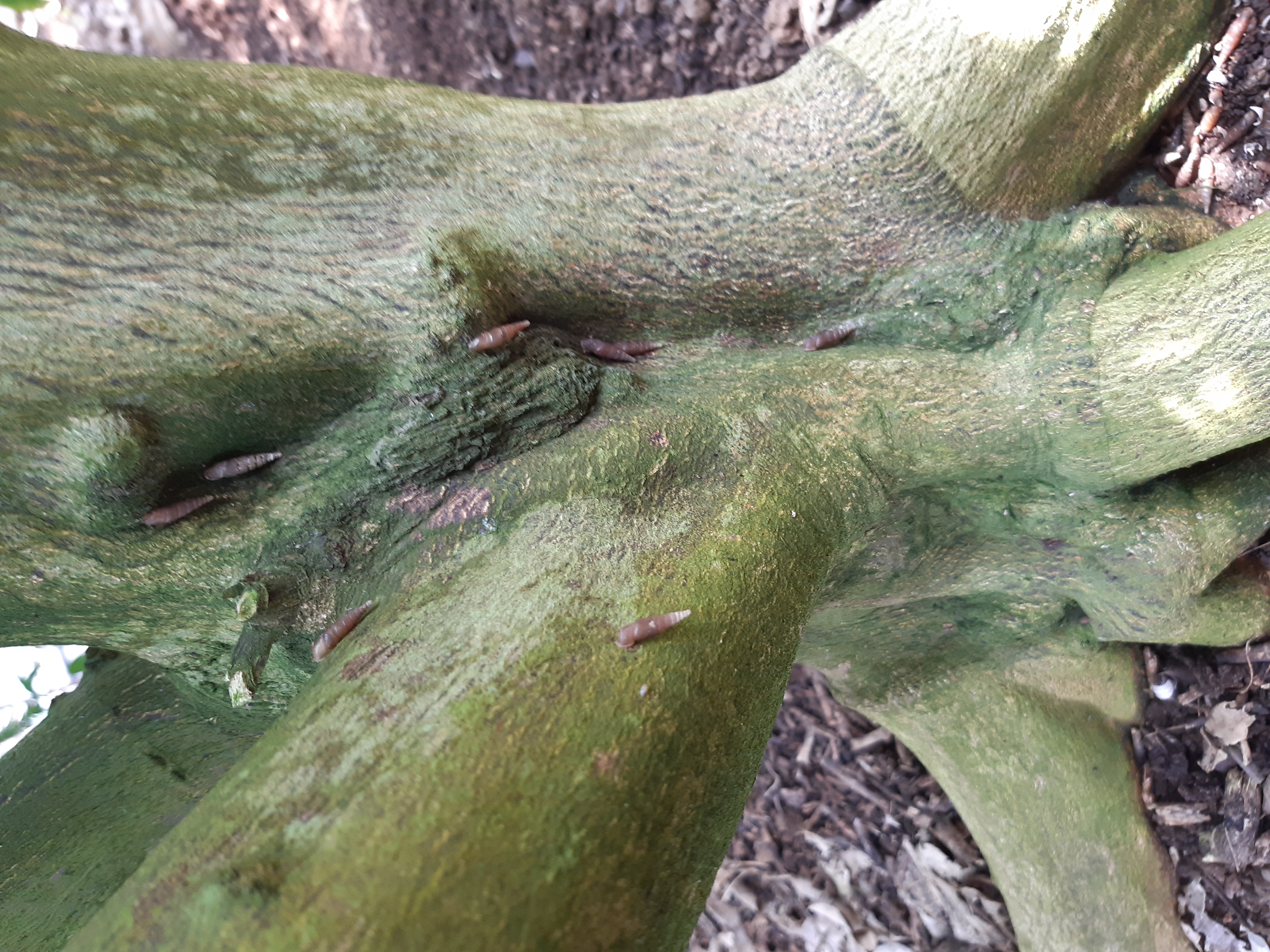 하우스한라봉나무에 붙어있어요