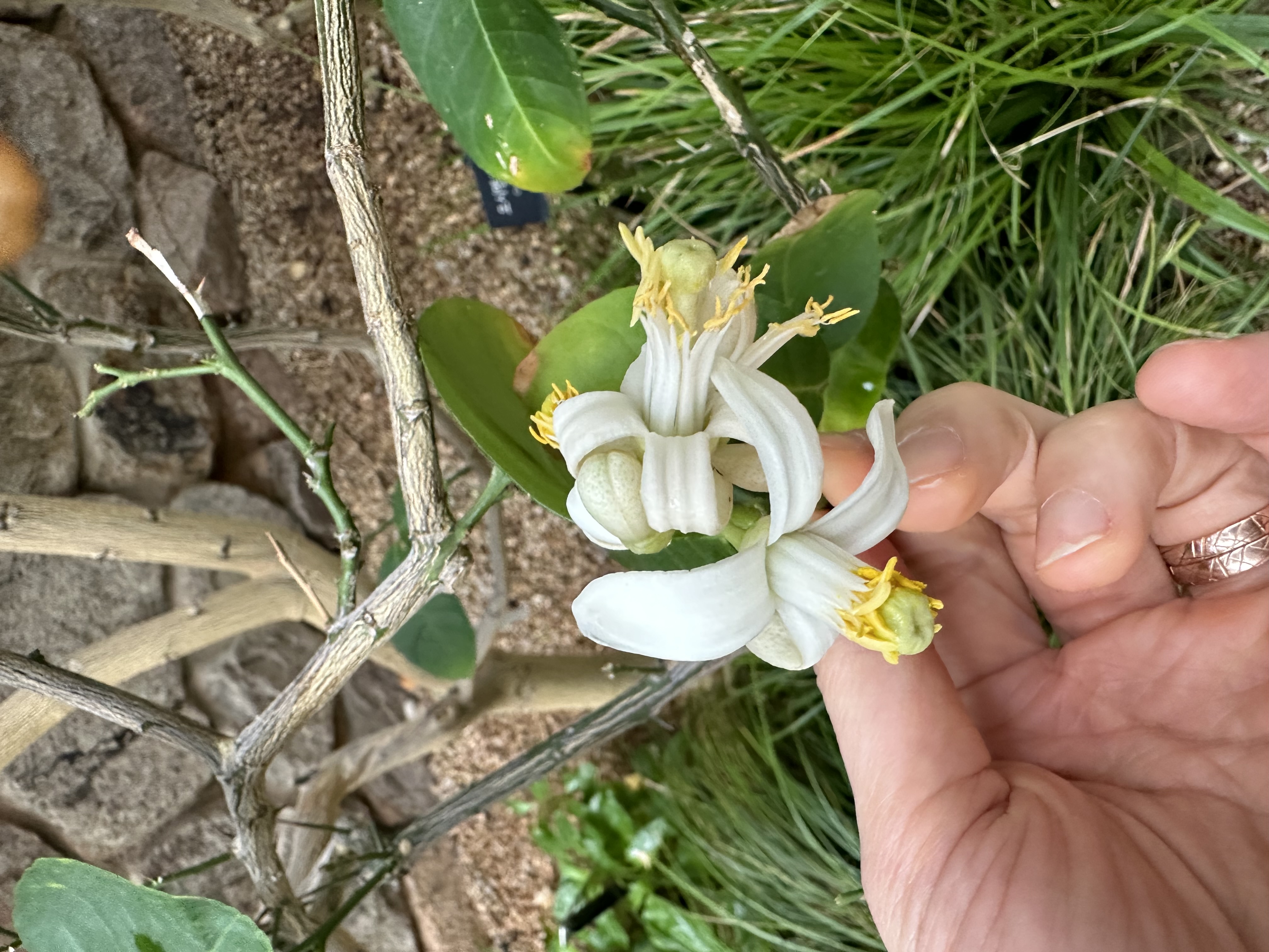 시트러스 품종 문의