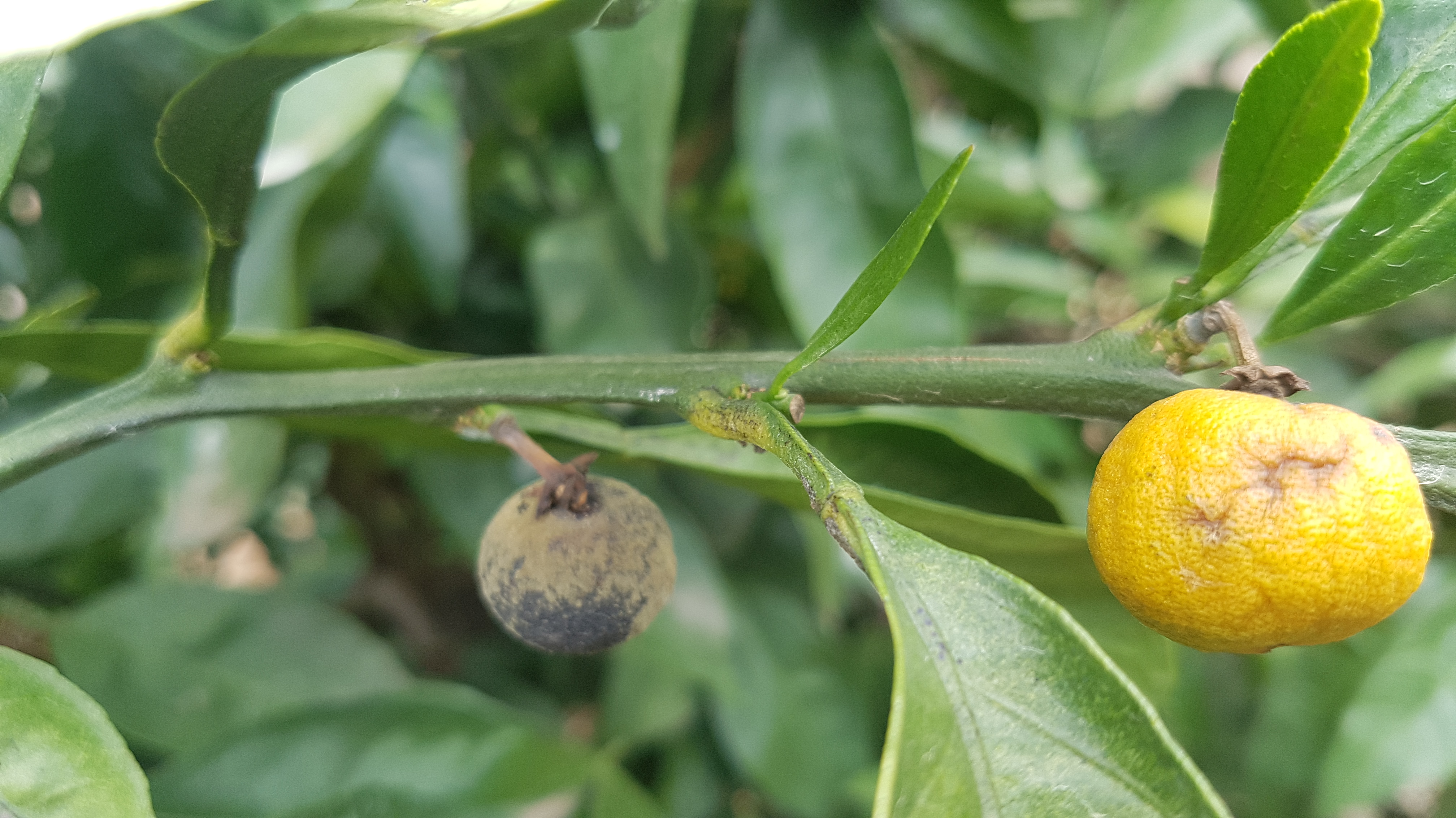 잿빛곰팡이병 방제