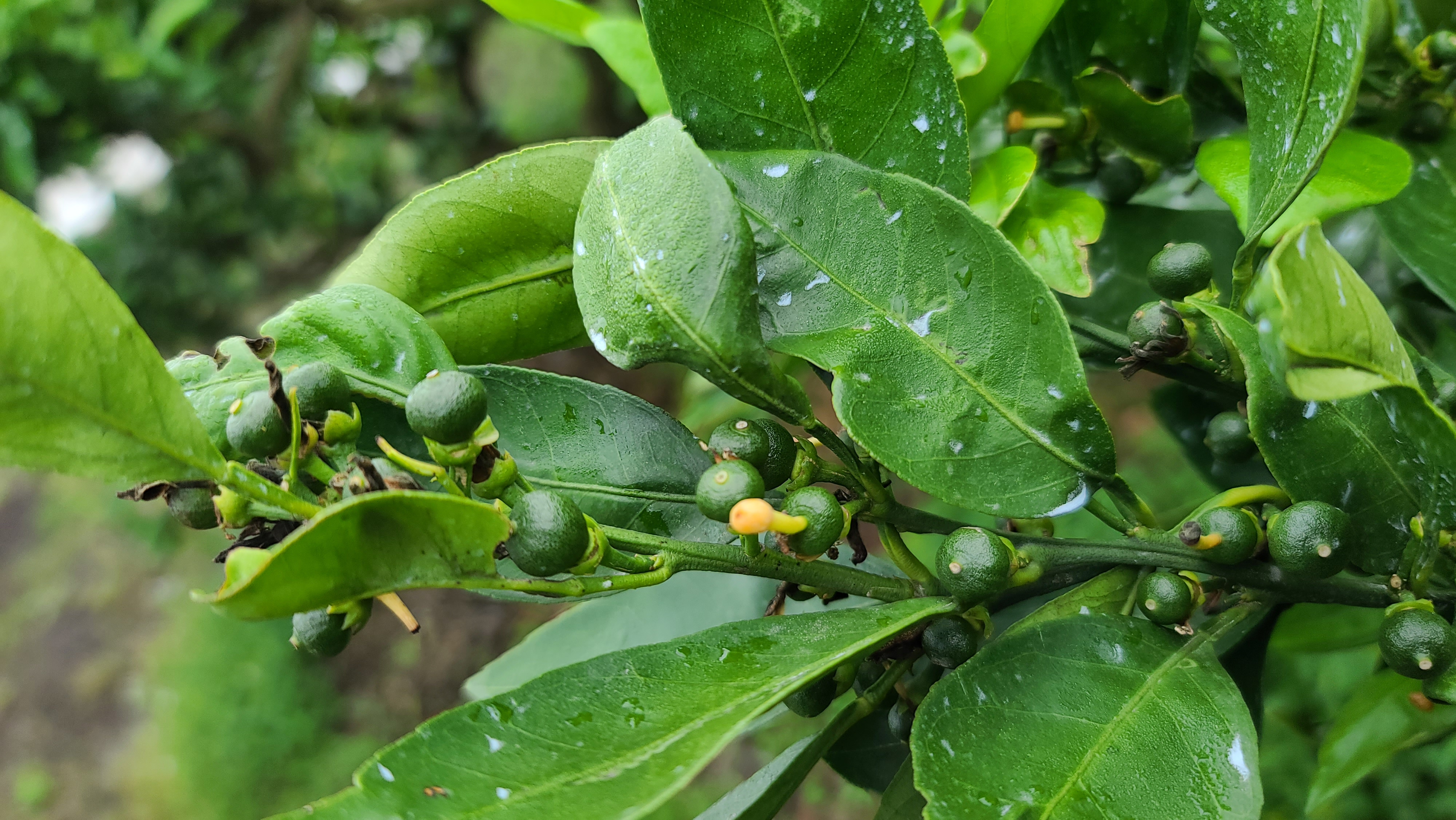 병충해 진단, 방제시기 요청드립니다.