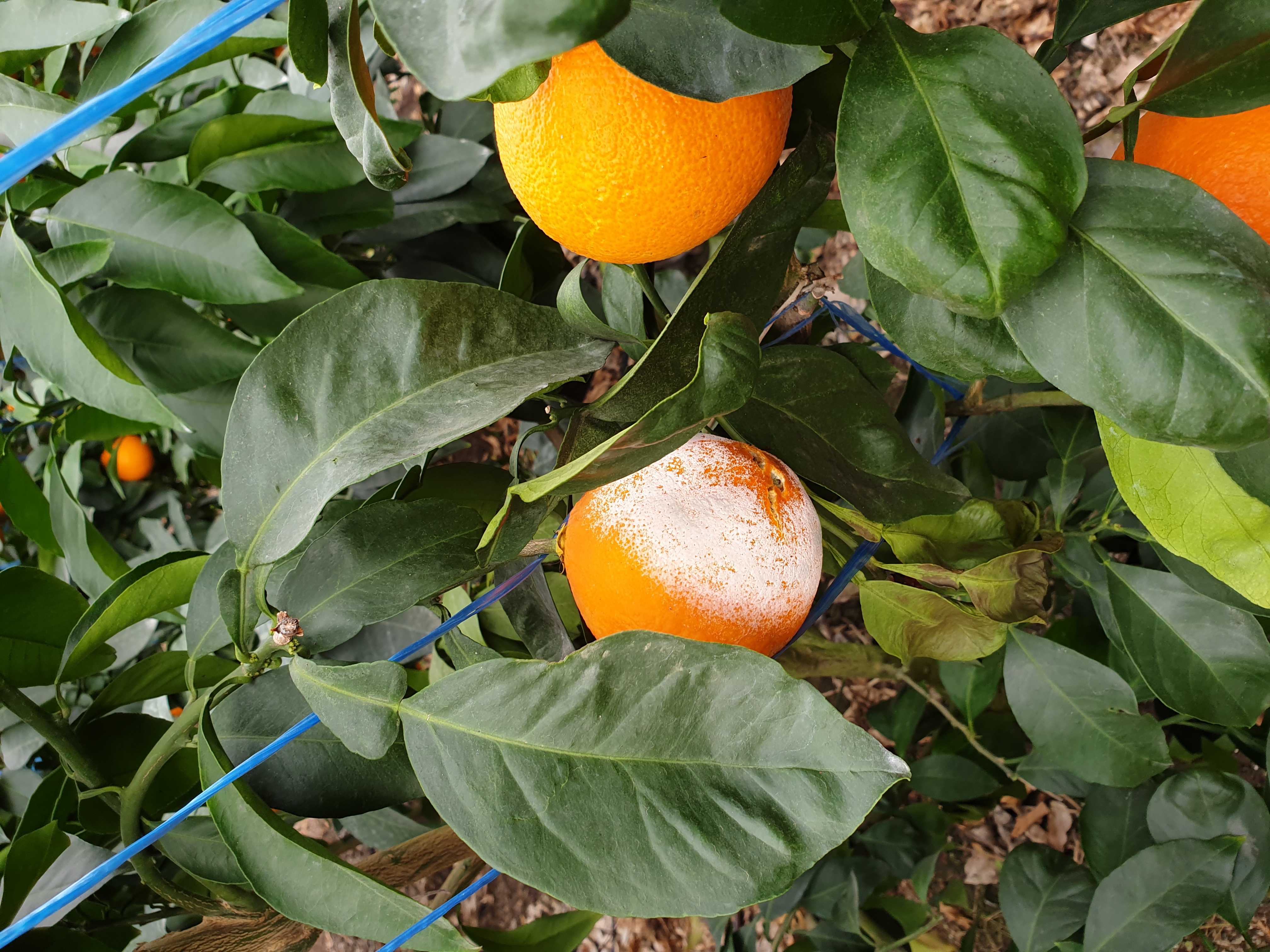 수확기 황금향 깨짐 현상
