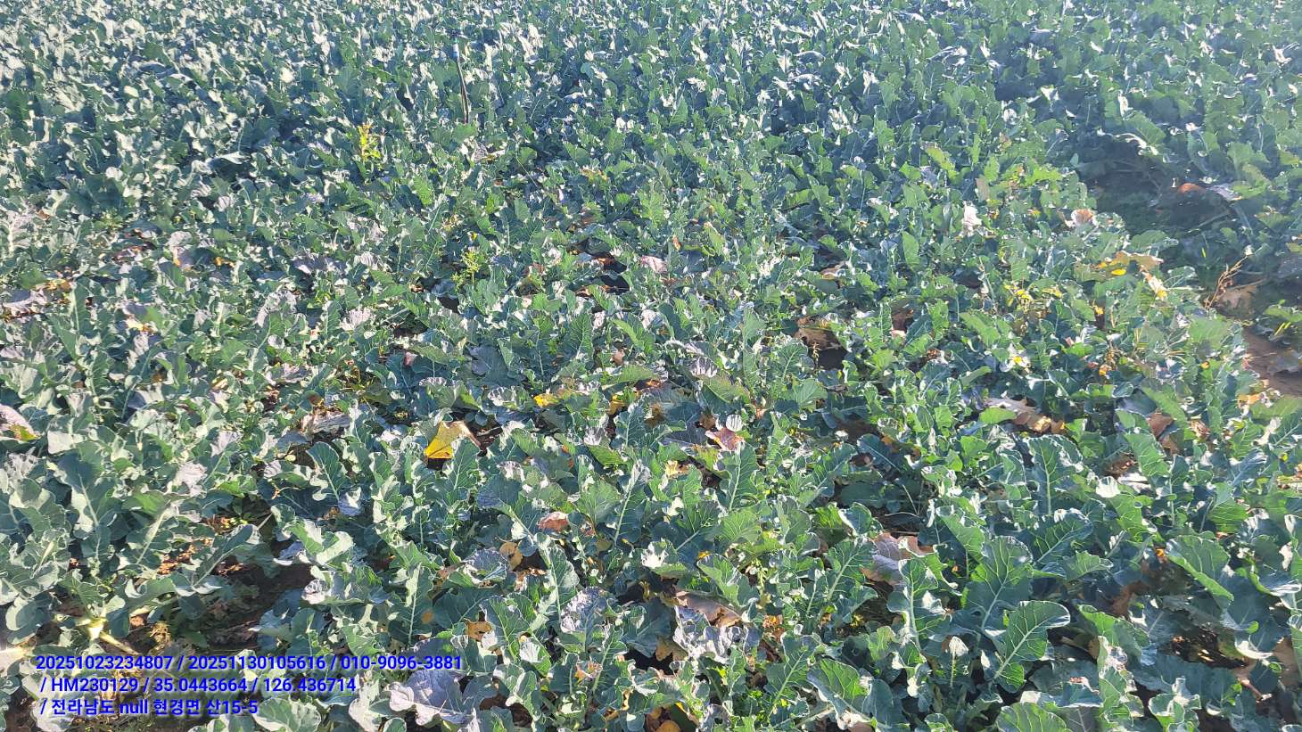 브로콜리 상태 문의드립니다.