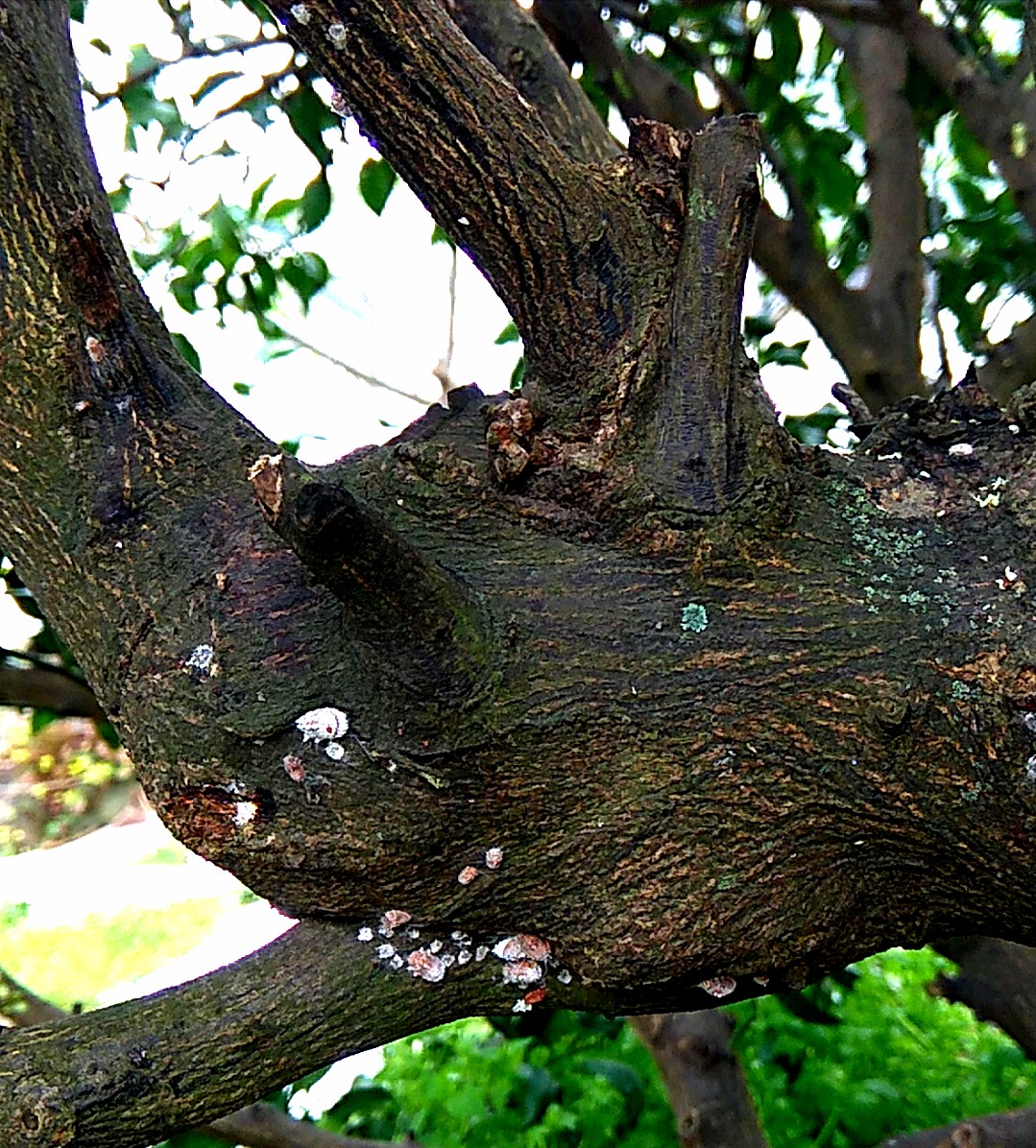 감귤나무 병충해 관련 농약관련