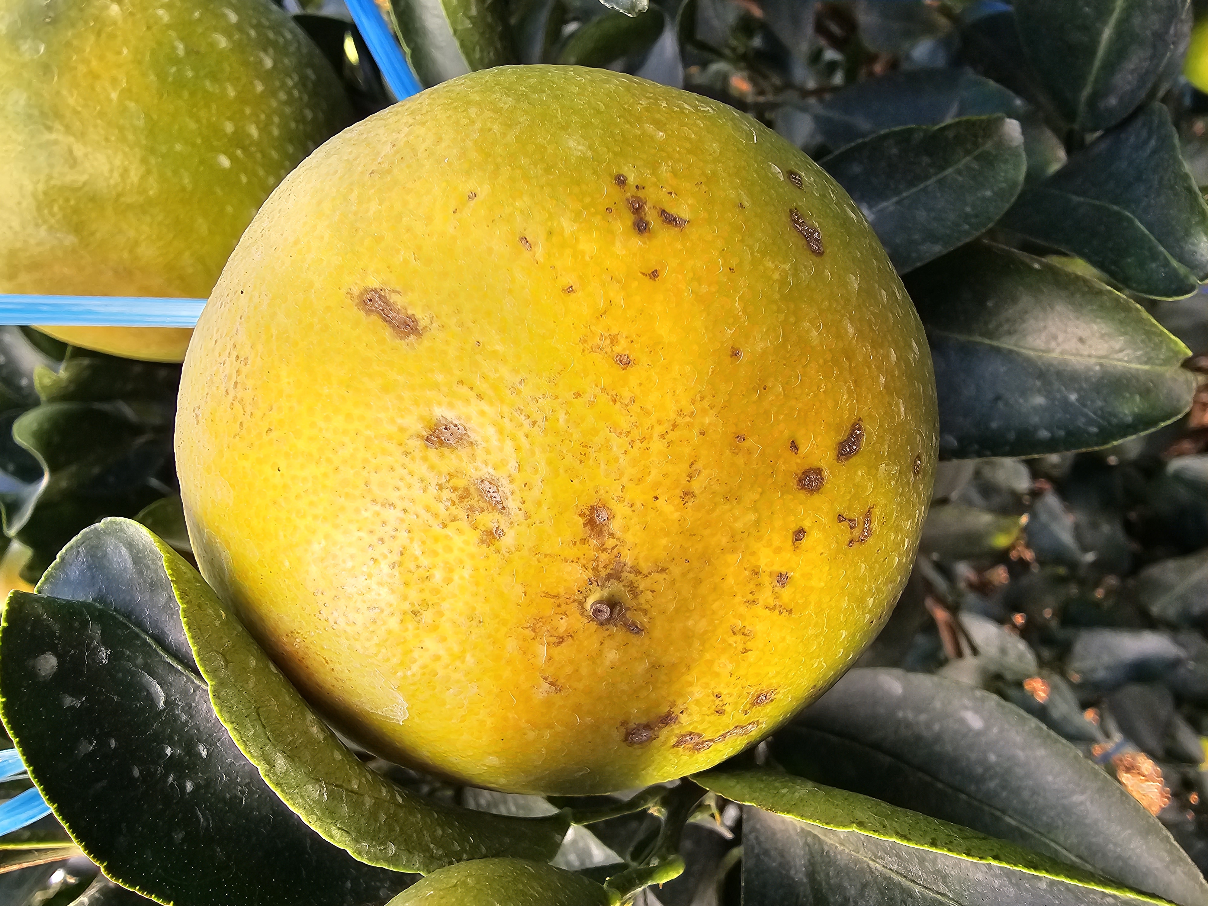 천혜향 잎 문의