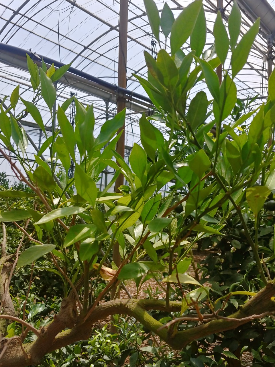 감귤 잎과 가지 시드는  원인 및 대책을 알고 싶습니다.