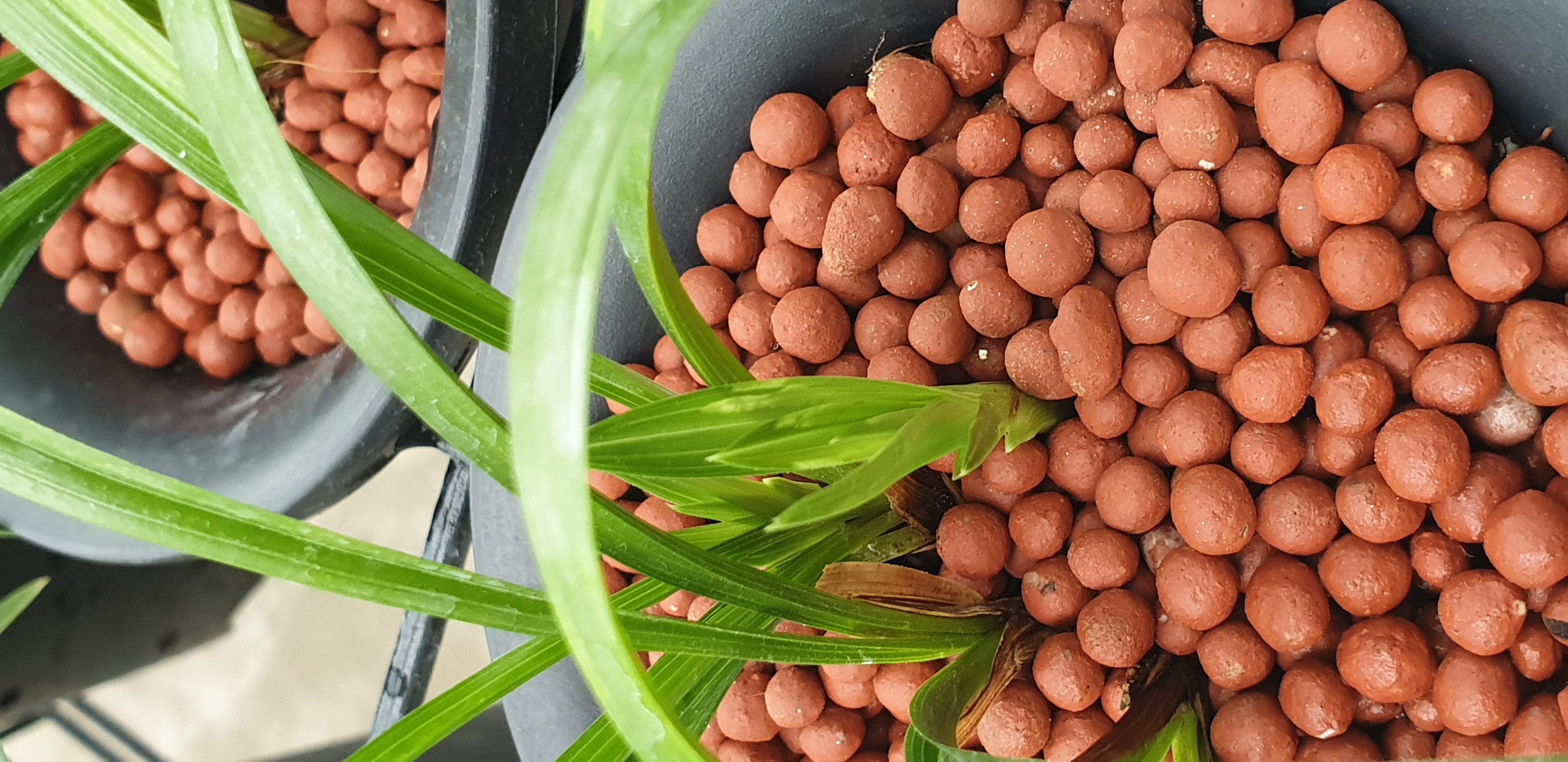 난초 바이러스인지 궁금합니다