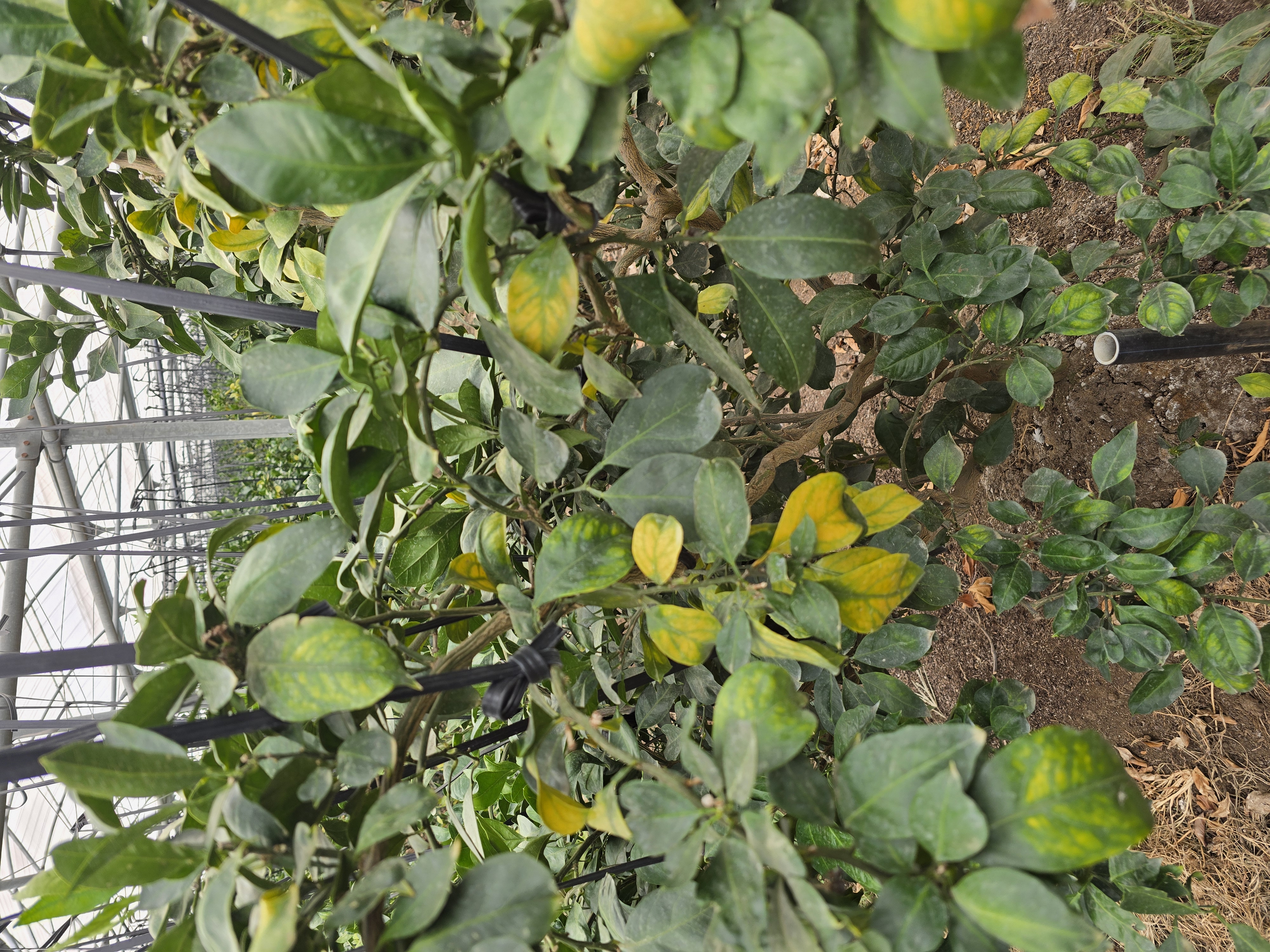 하우스 유라실생 관련 질문입니다