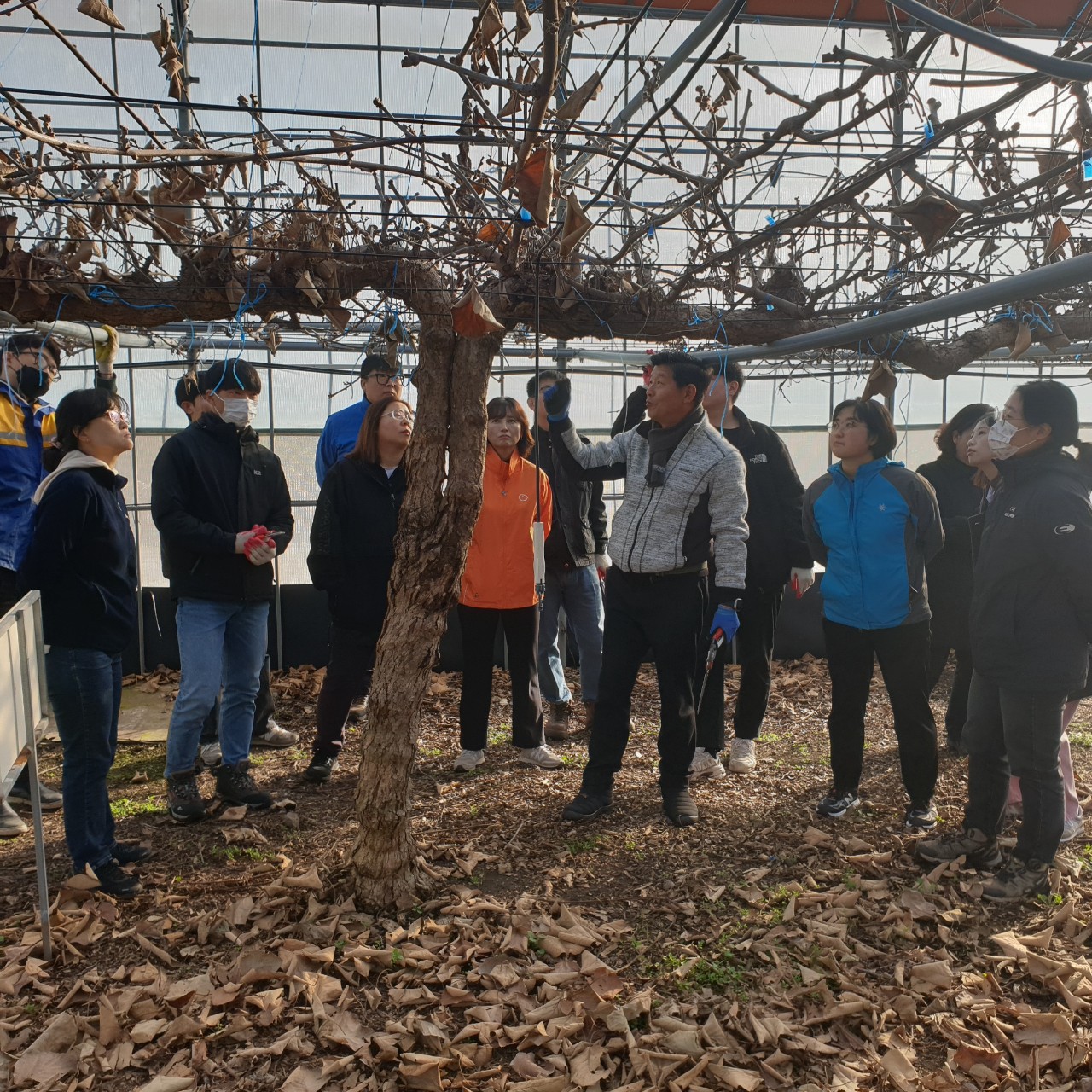 직원 자질 함량 키위 전정 교육