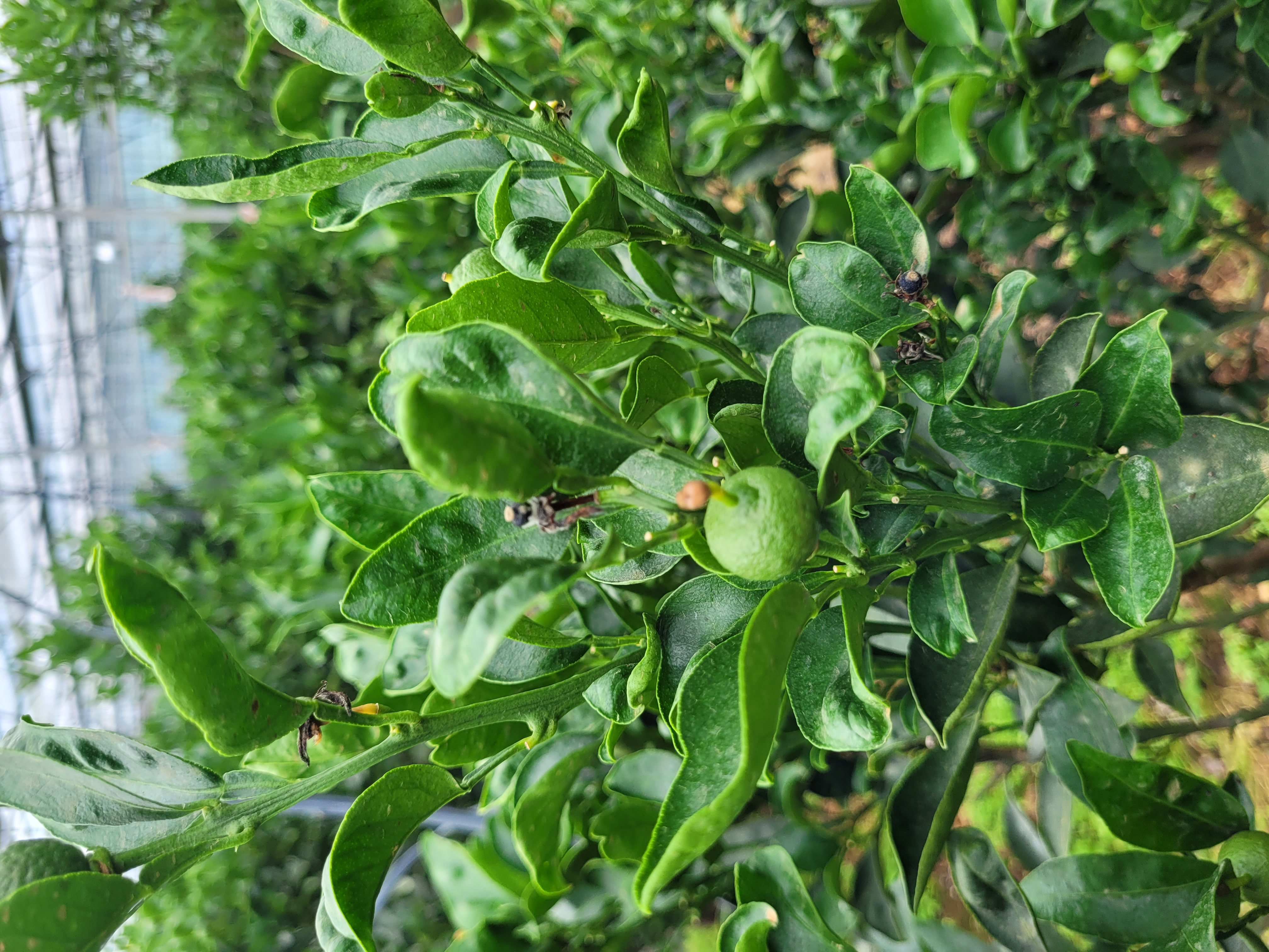 천혜향 잎 이상여부