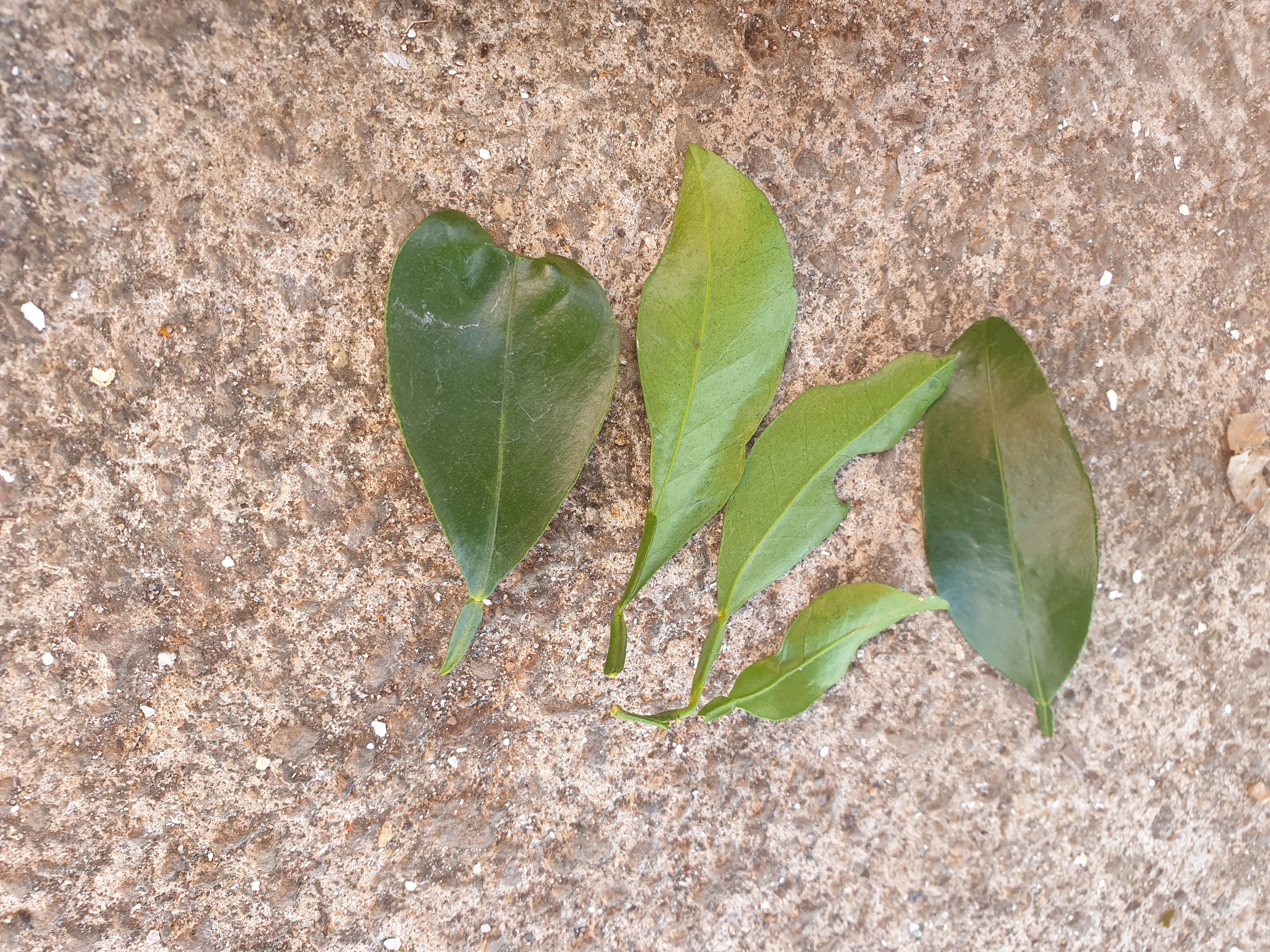 병충해 관련 문의