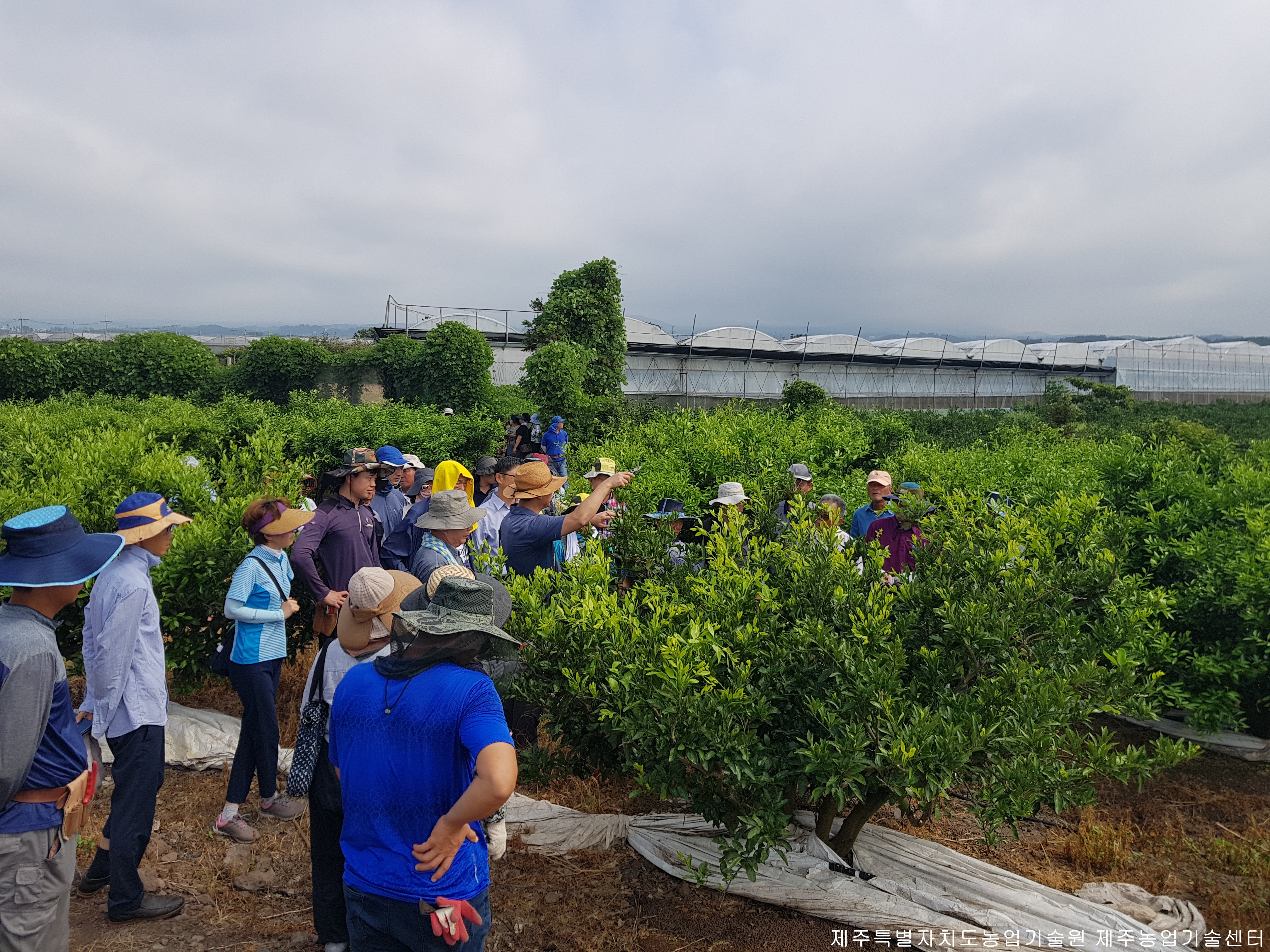 2018 노지감귤 여름전정 교육