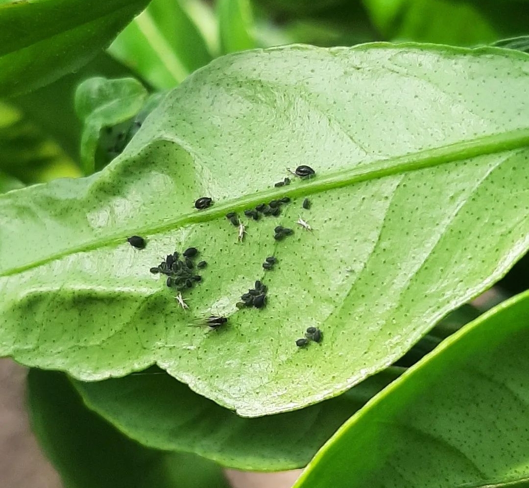 비가림하우스(월동) 귤, 새순 벌레