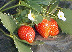 마을단위생활개선회 교육