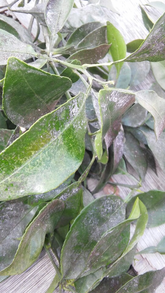 한라봉하우스병충해해결방법