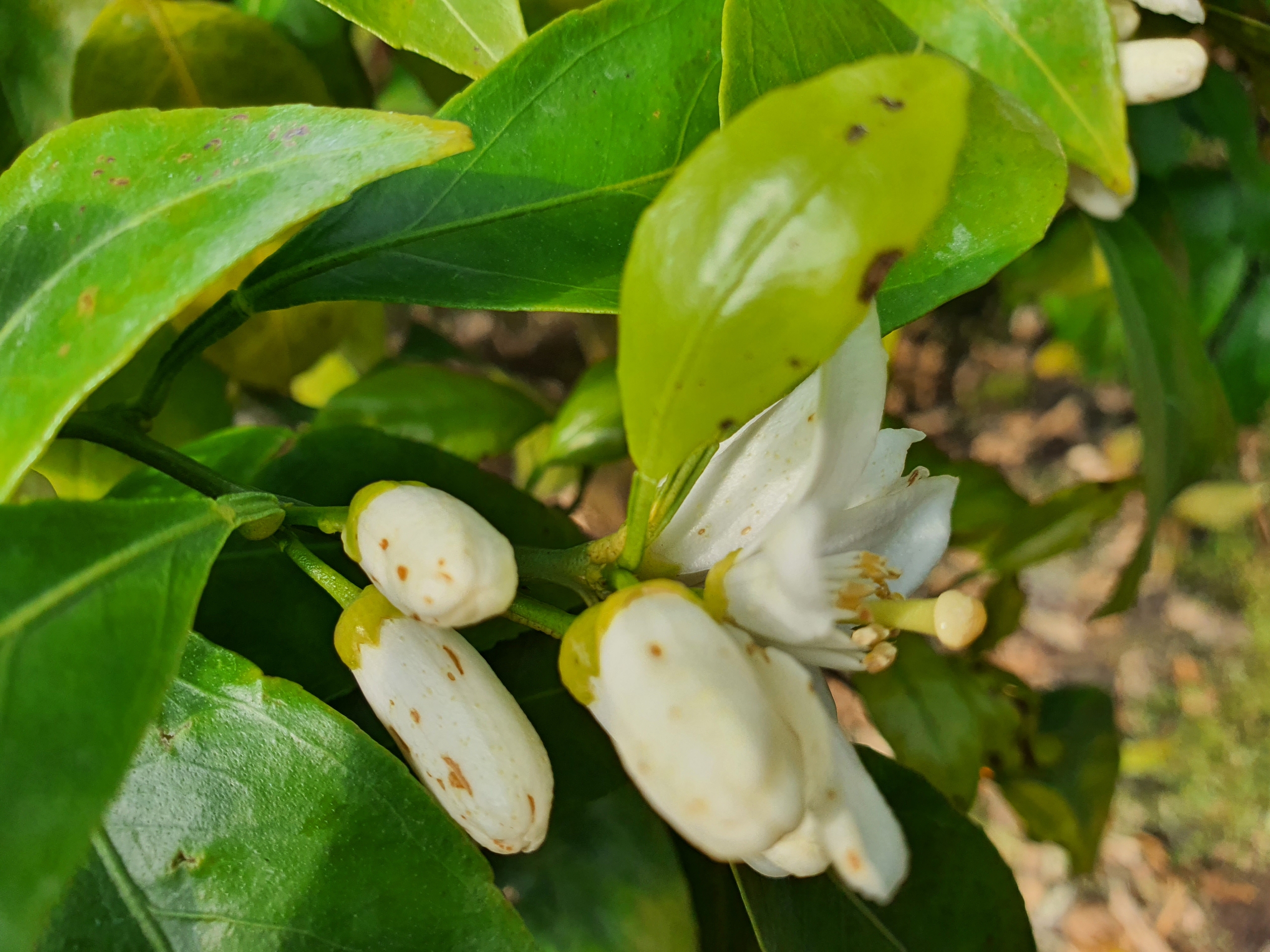 꽃잎과 나뭇잎에 반점이 생겼습니다... 무슨일일까요