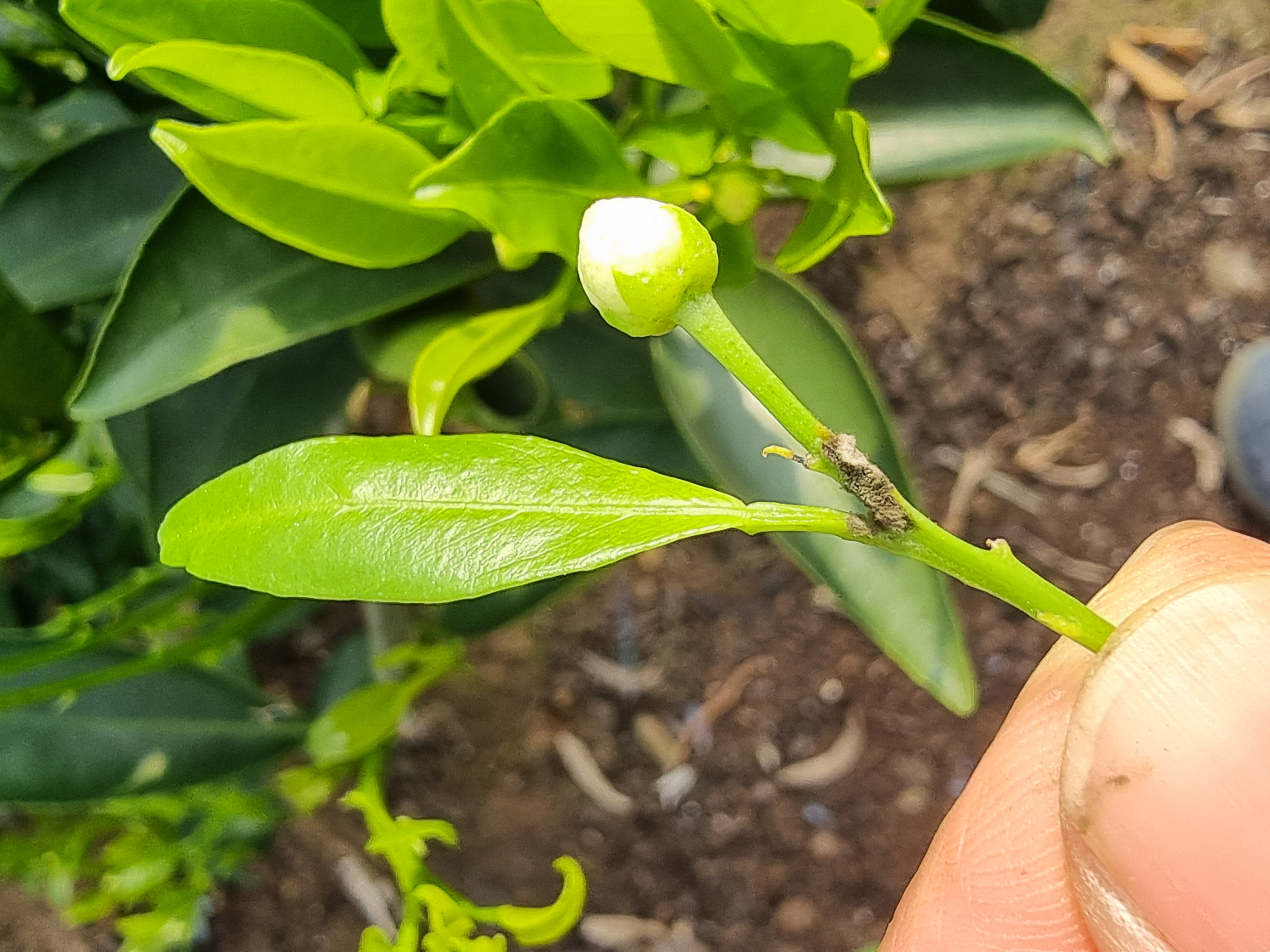 잿빛곰팡이는 아닌듯 하여 어떤 방제가 필요할까요