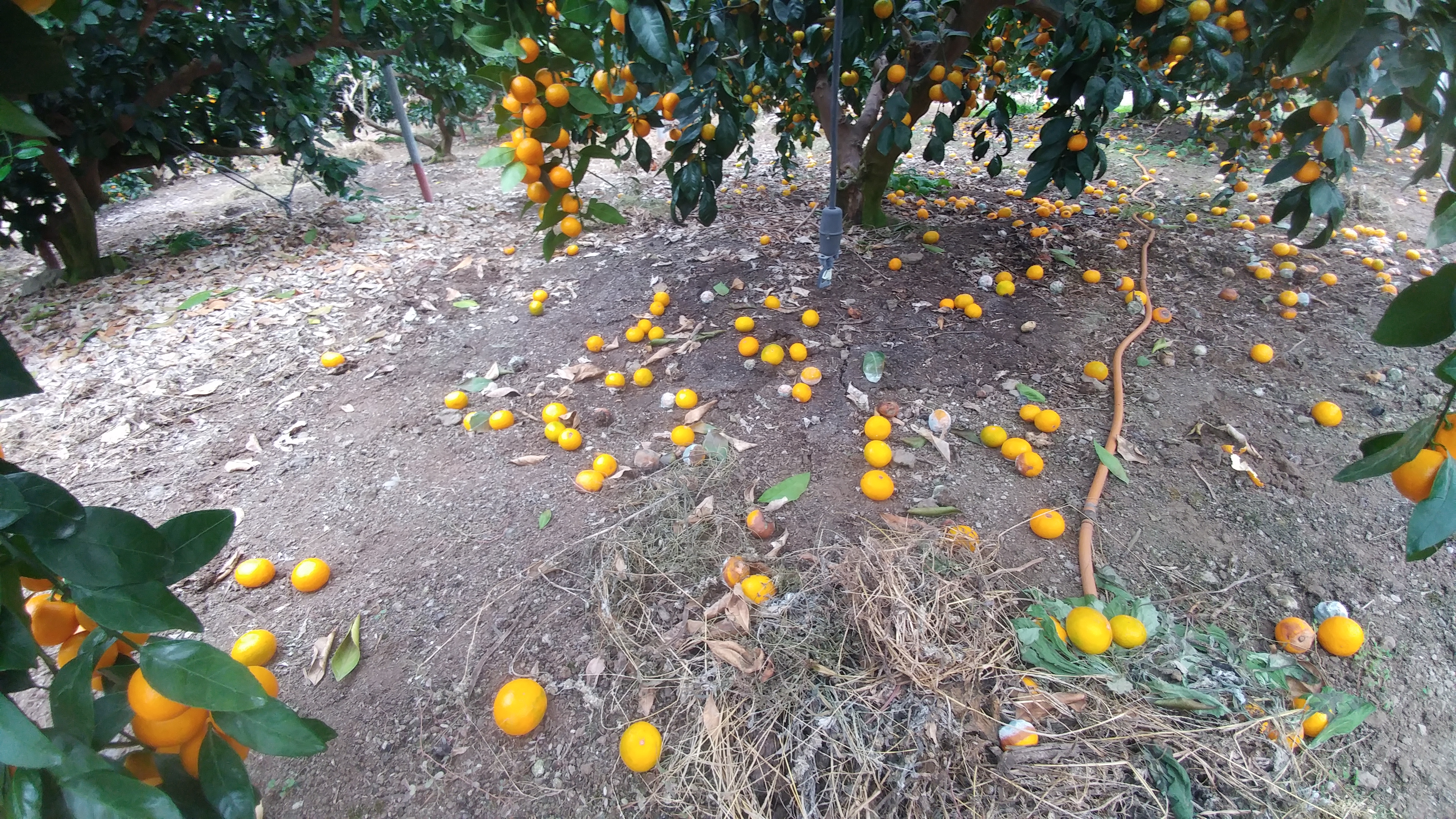 비가림 온주 낙과