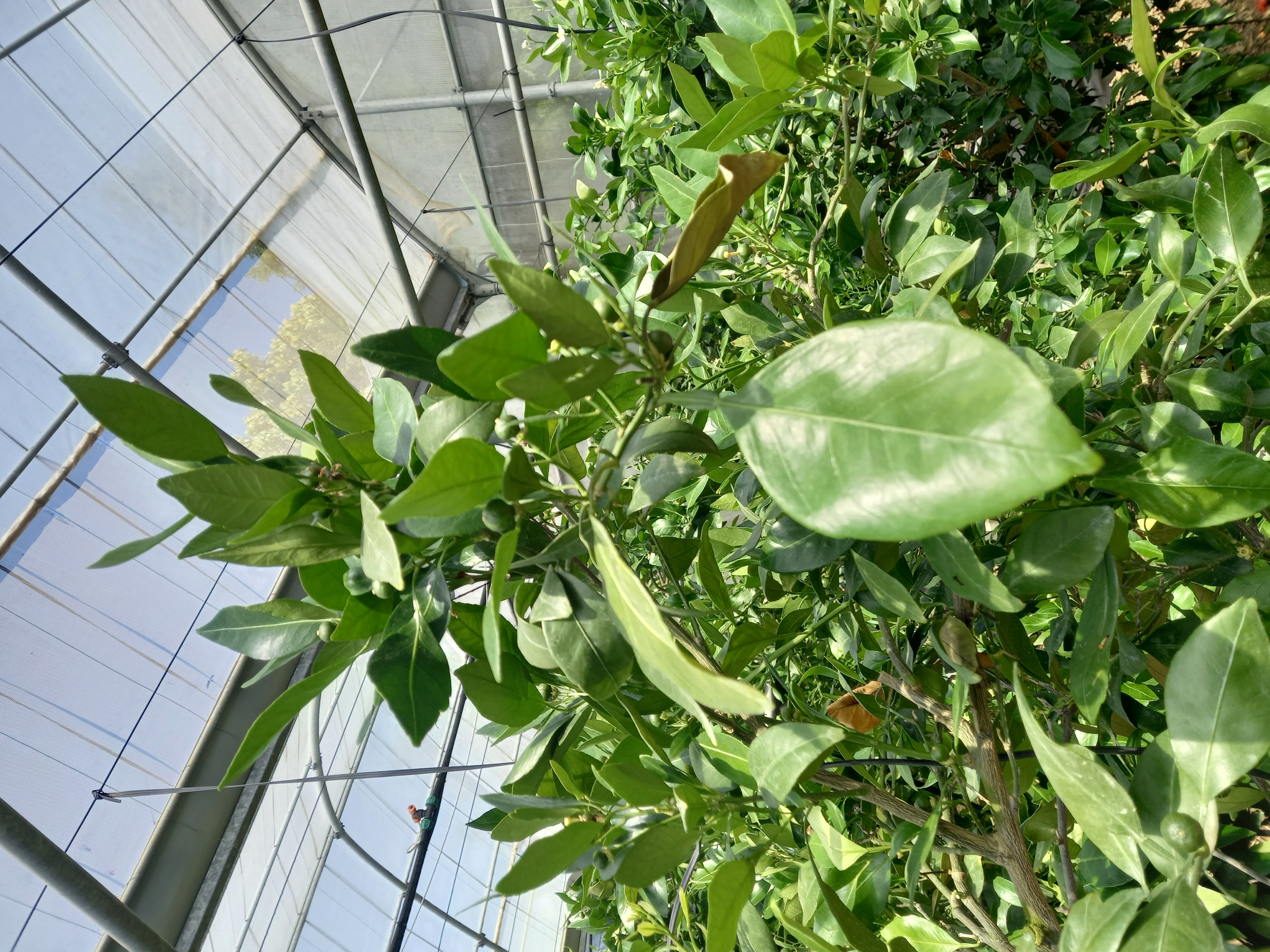 레드향 잎이 노랗게되는 원인이 뭔지 야고싶습니다.