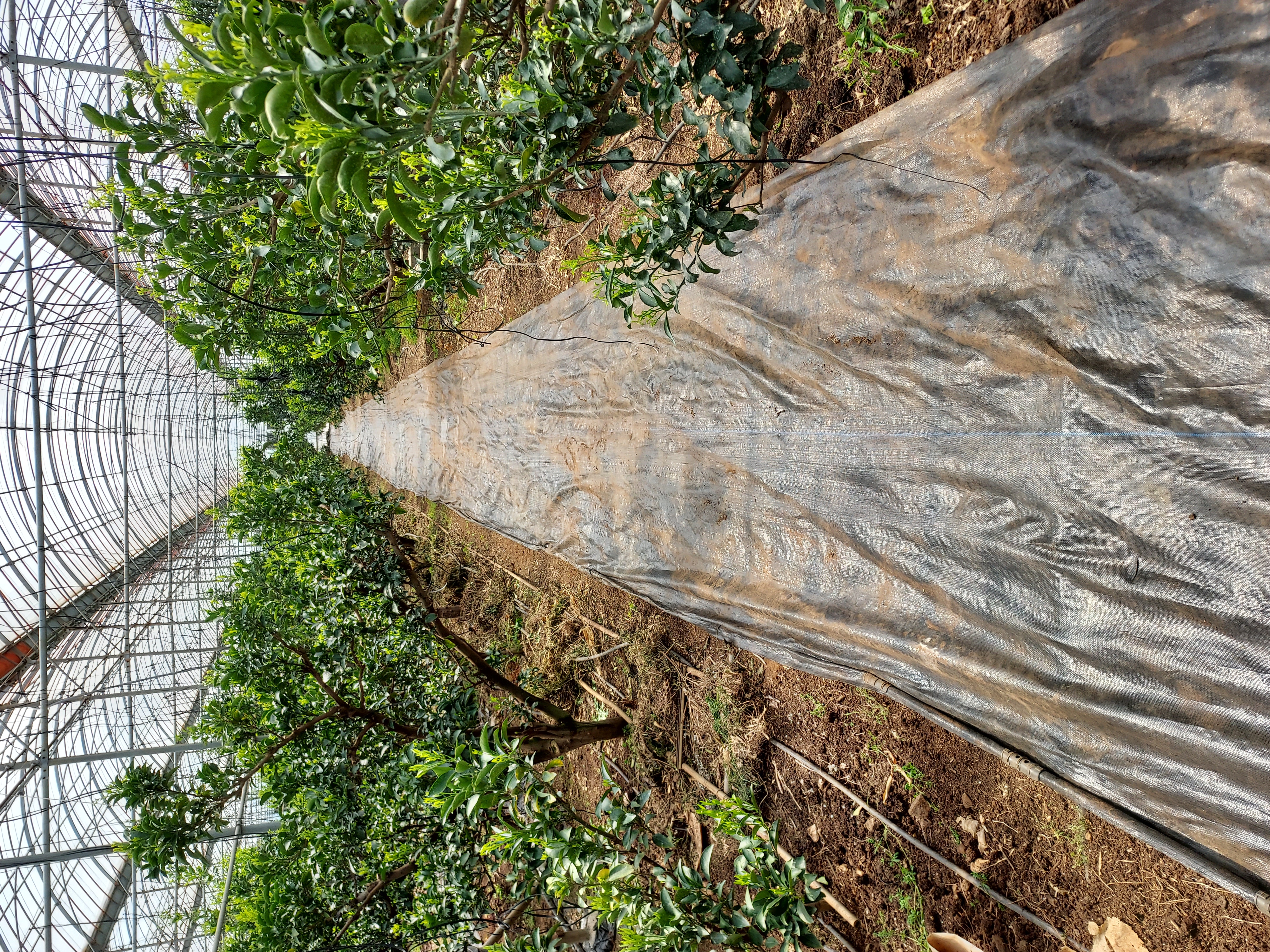 잡초 뒷처리뒷련 질문드립니다.