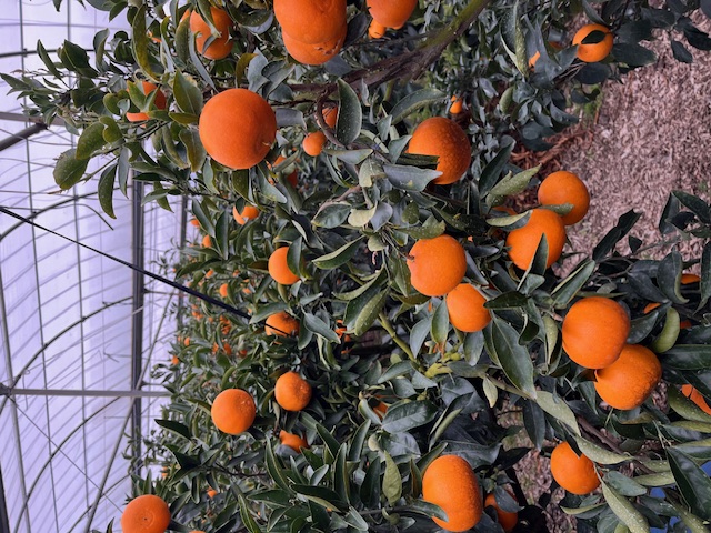 천혜향 병충해 확인 부탁드립니다.